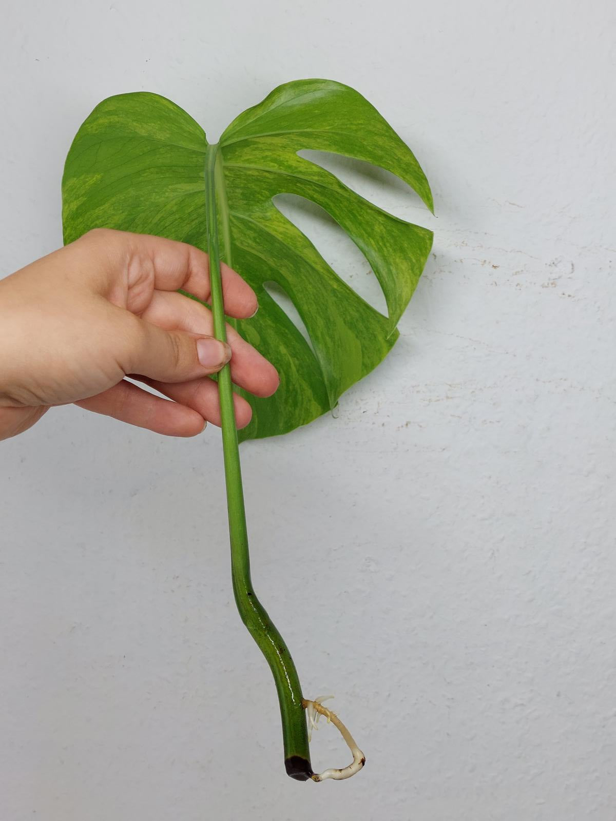 Monstera Aurea Steckling
