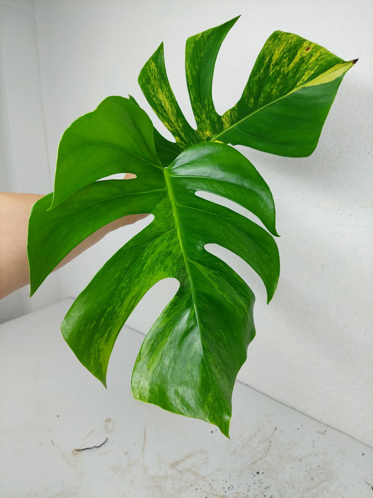 Monstera Aurea Steckling
