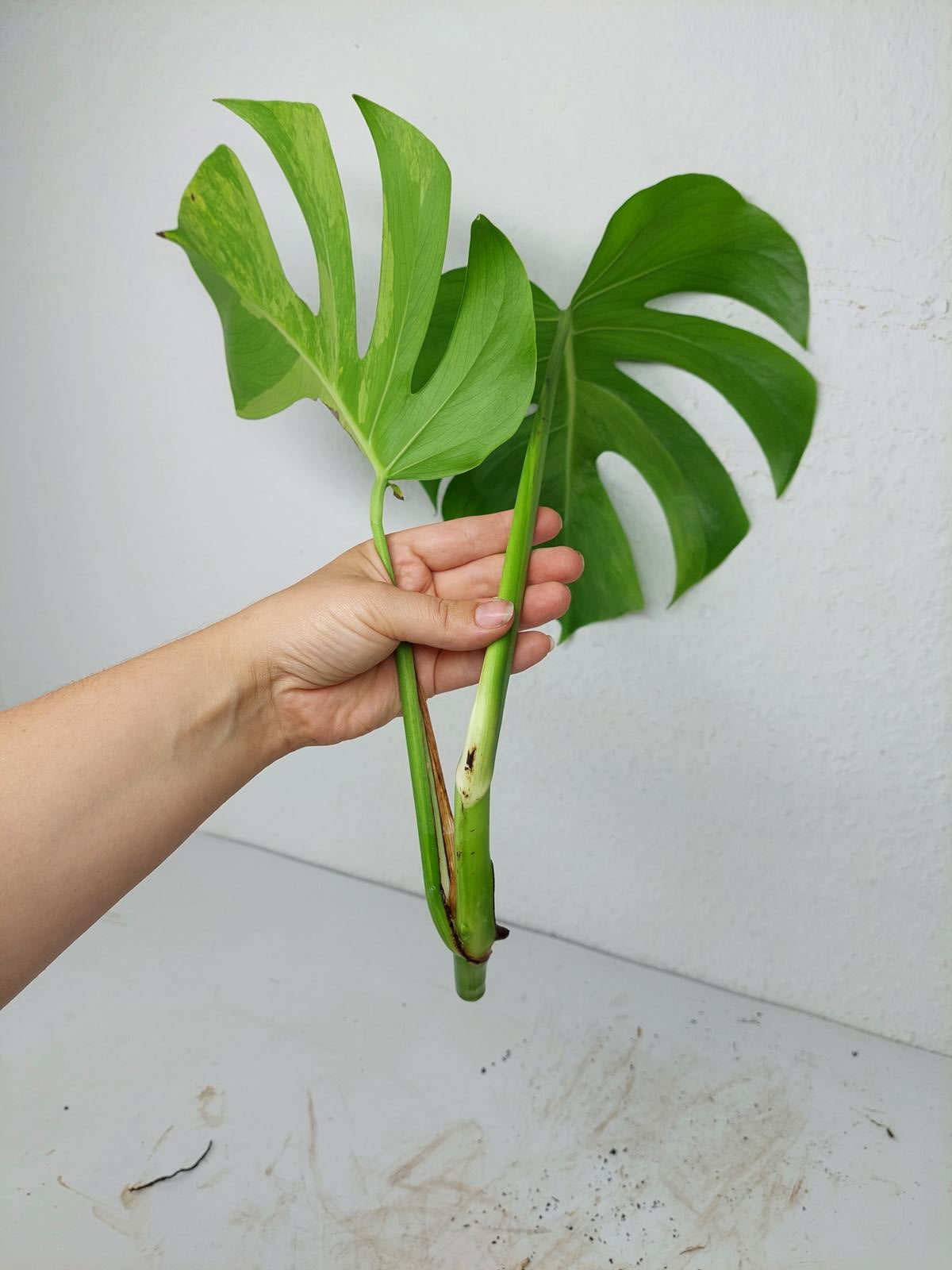 Monstera Aurea Steckling