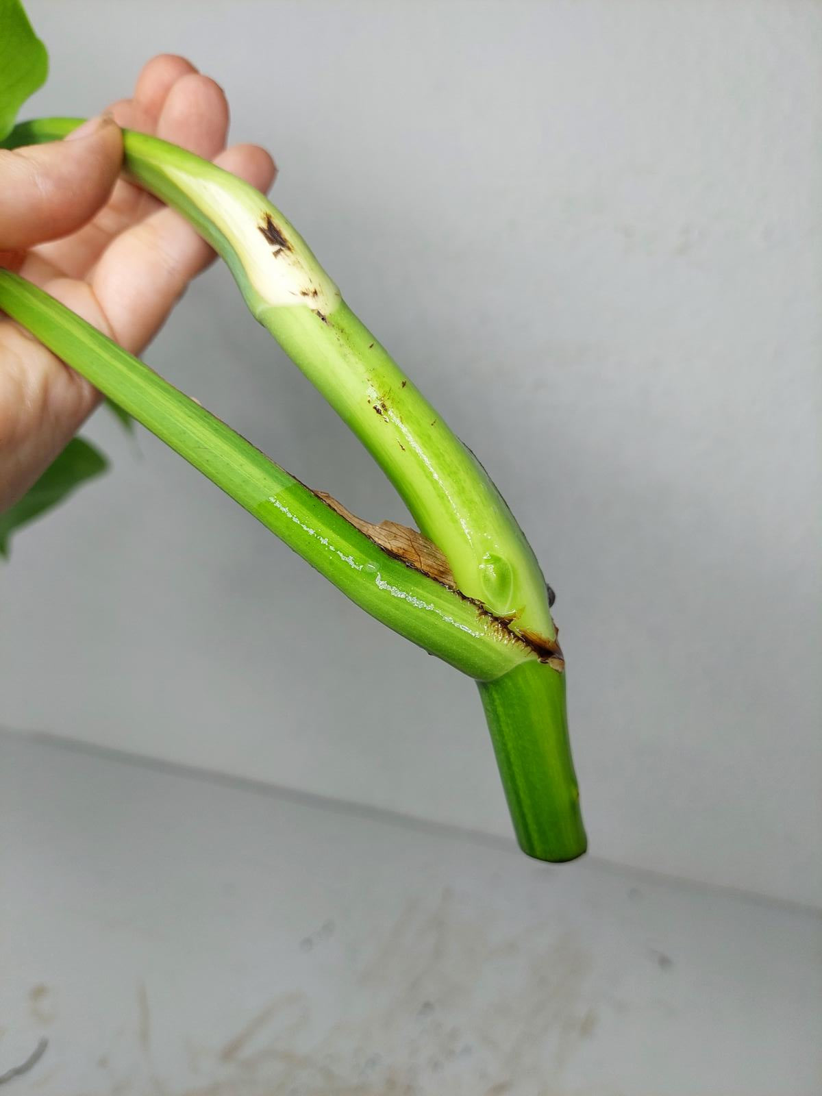 Monstera Aurea Steckling