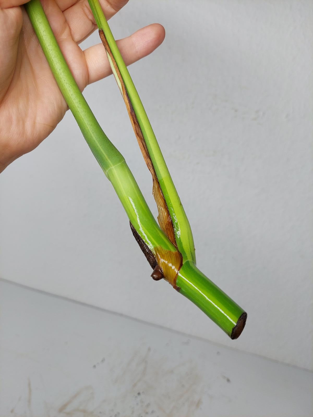 Monstera Aurea Steckling