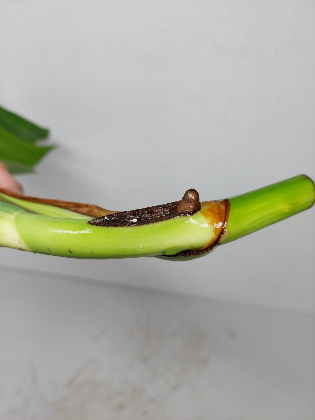 Monstera Aurea Steckling