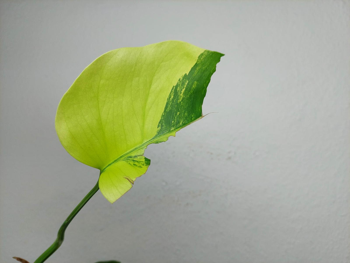 Monstera Aurea Steckling
