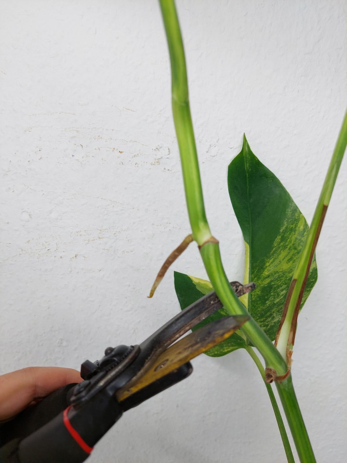 Monstera Aurea Steckling