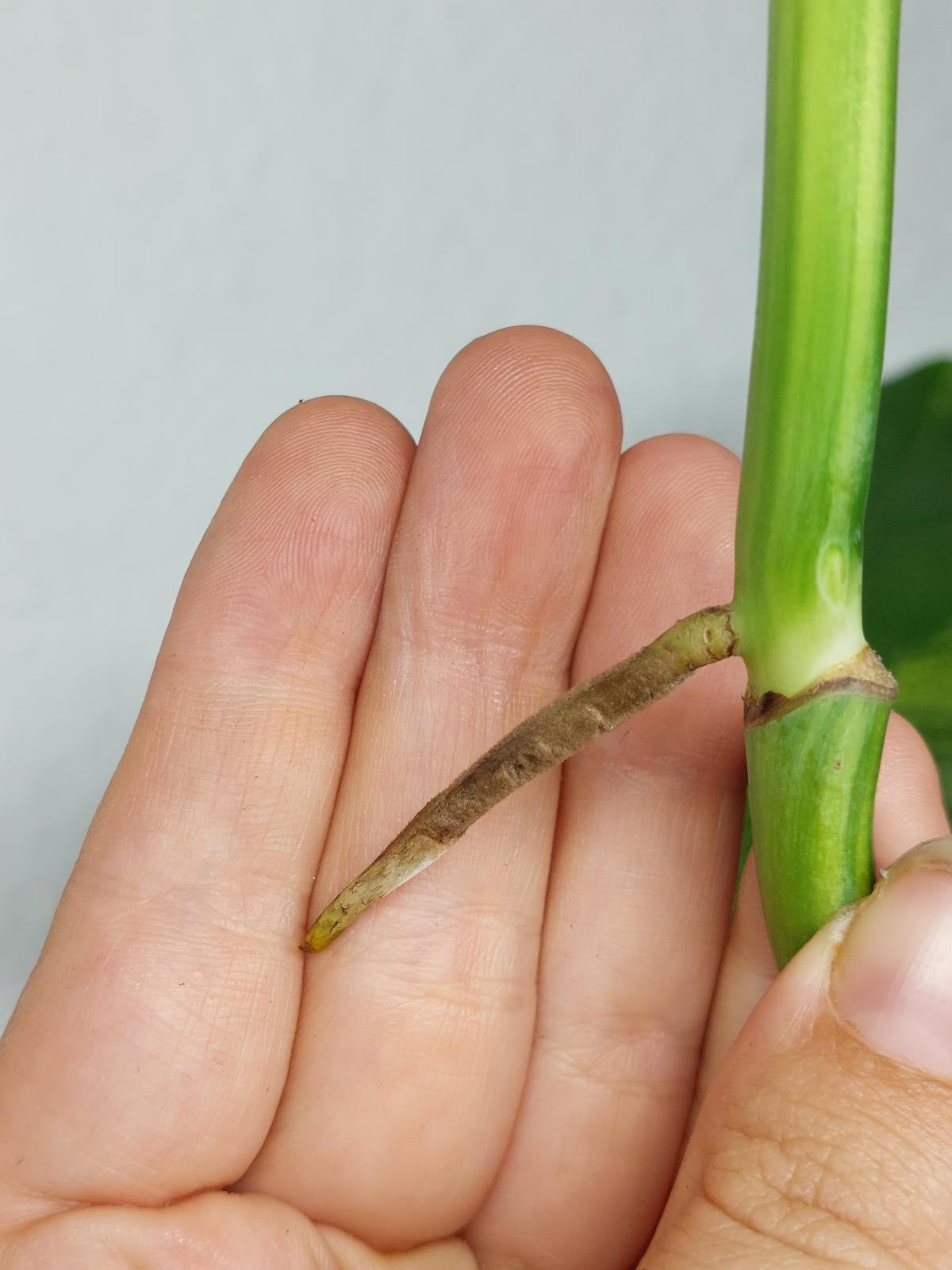 Monstera Aurea Steckling
