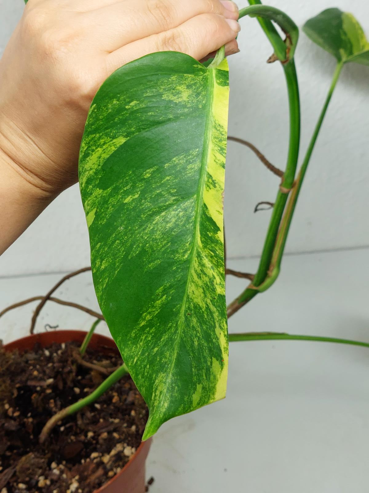 Monstera Aurea Steckling