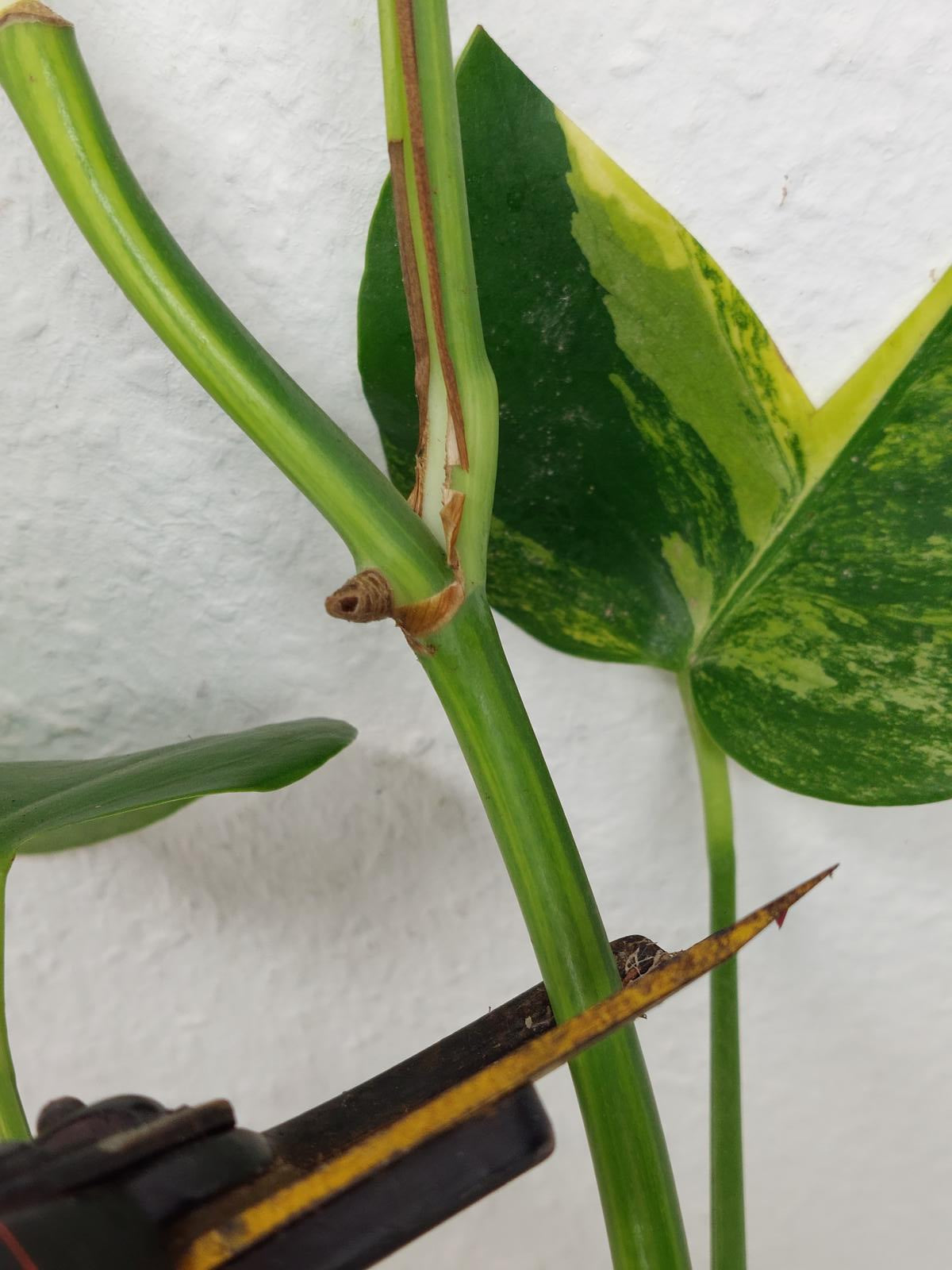 Monstera Aurea Steckling