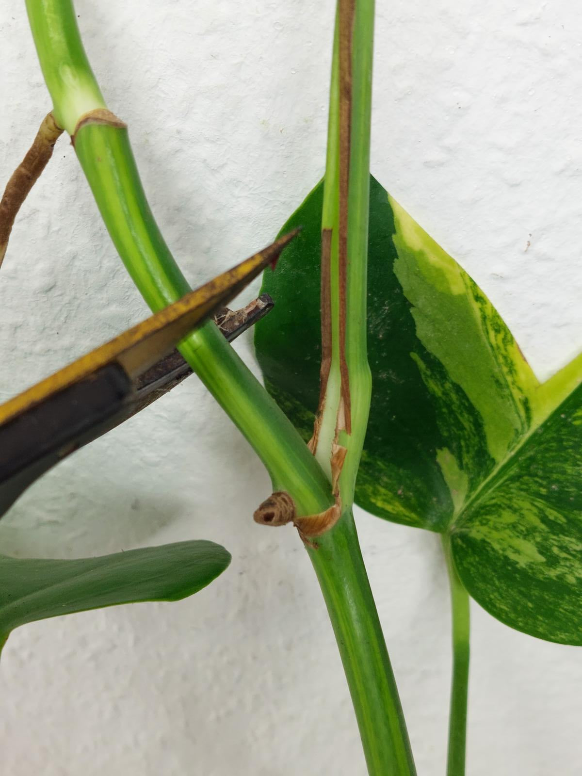 Monstera Aurea Steckling