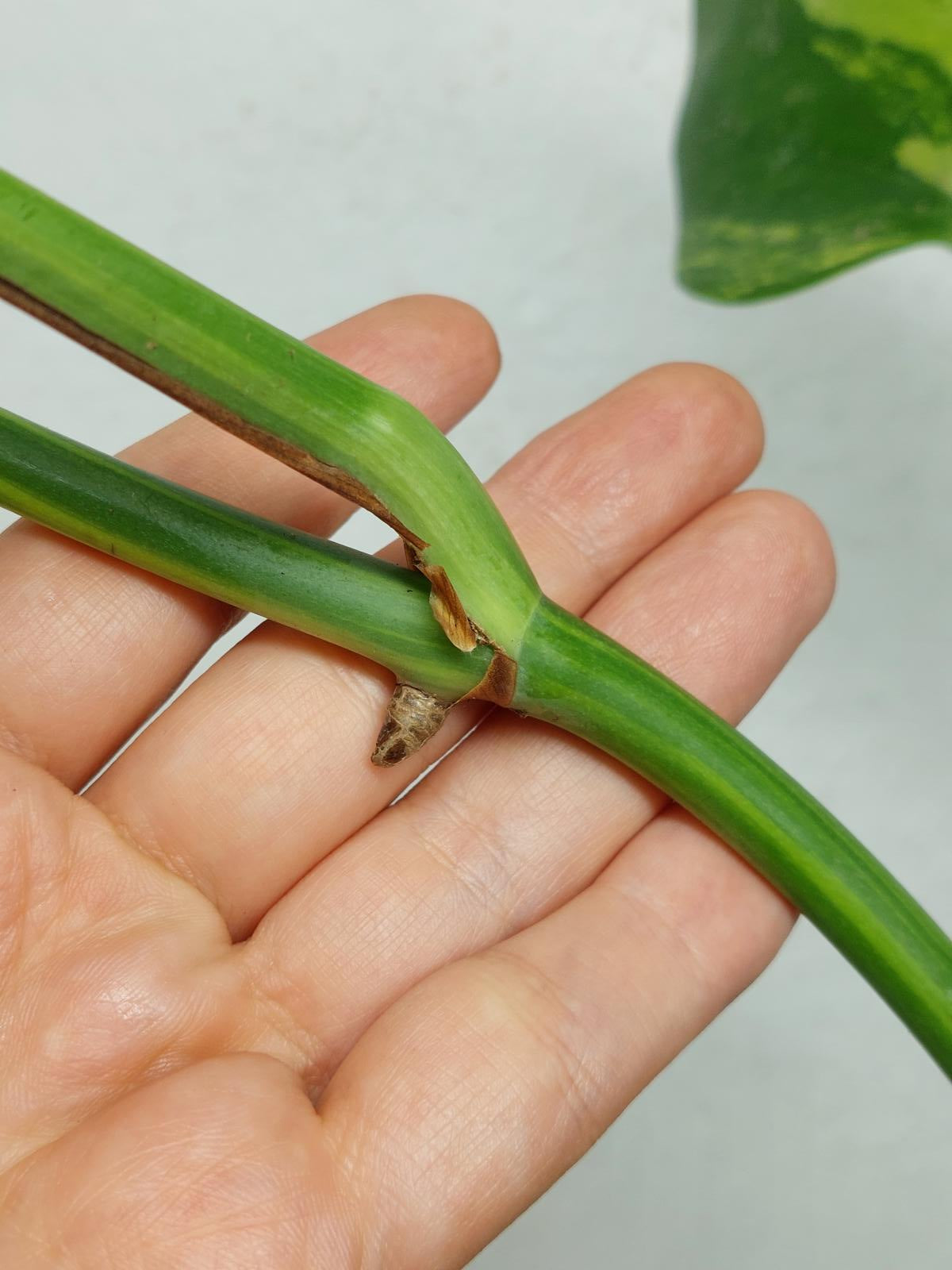 Monstera Aurea Steckling