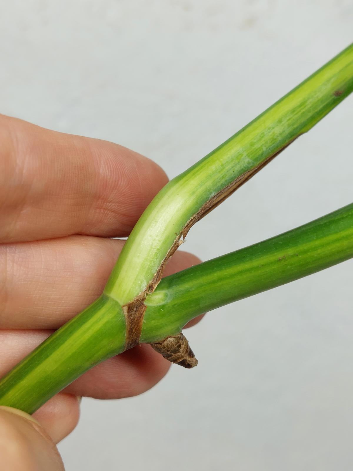 Monstera Aurea Steckling