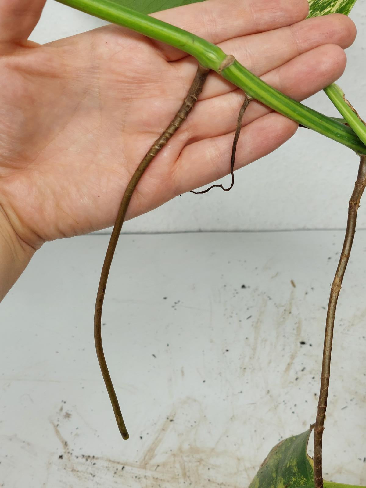 Monstera Aurea Steckling