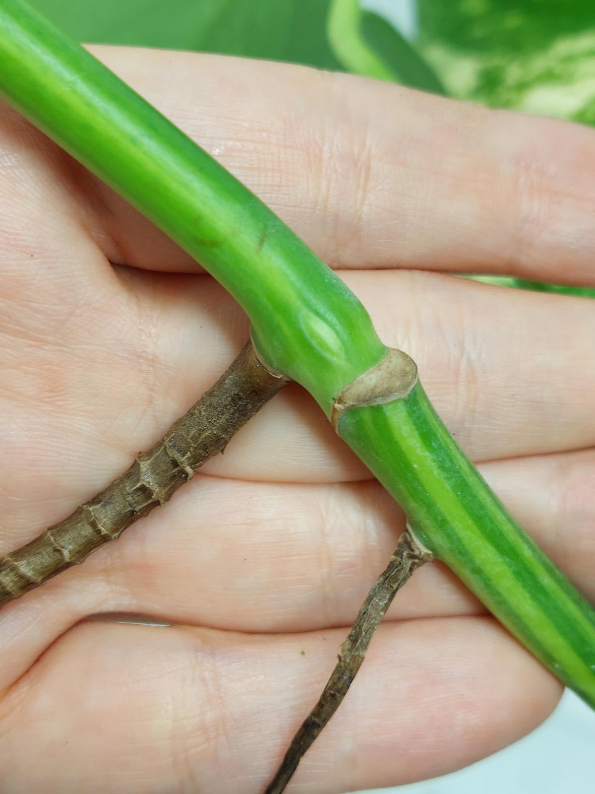 Monstera Aurea Steckling