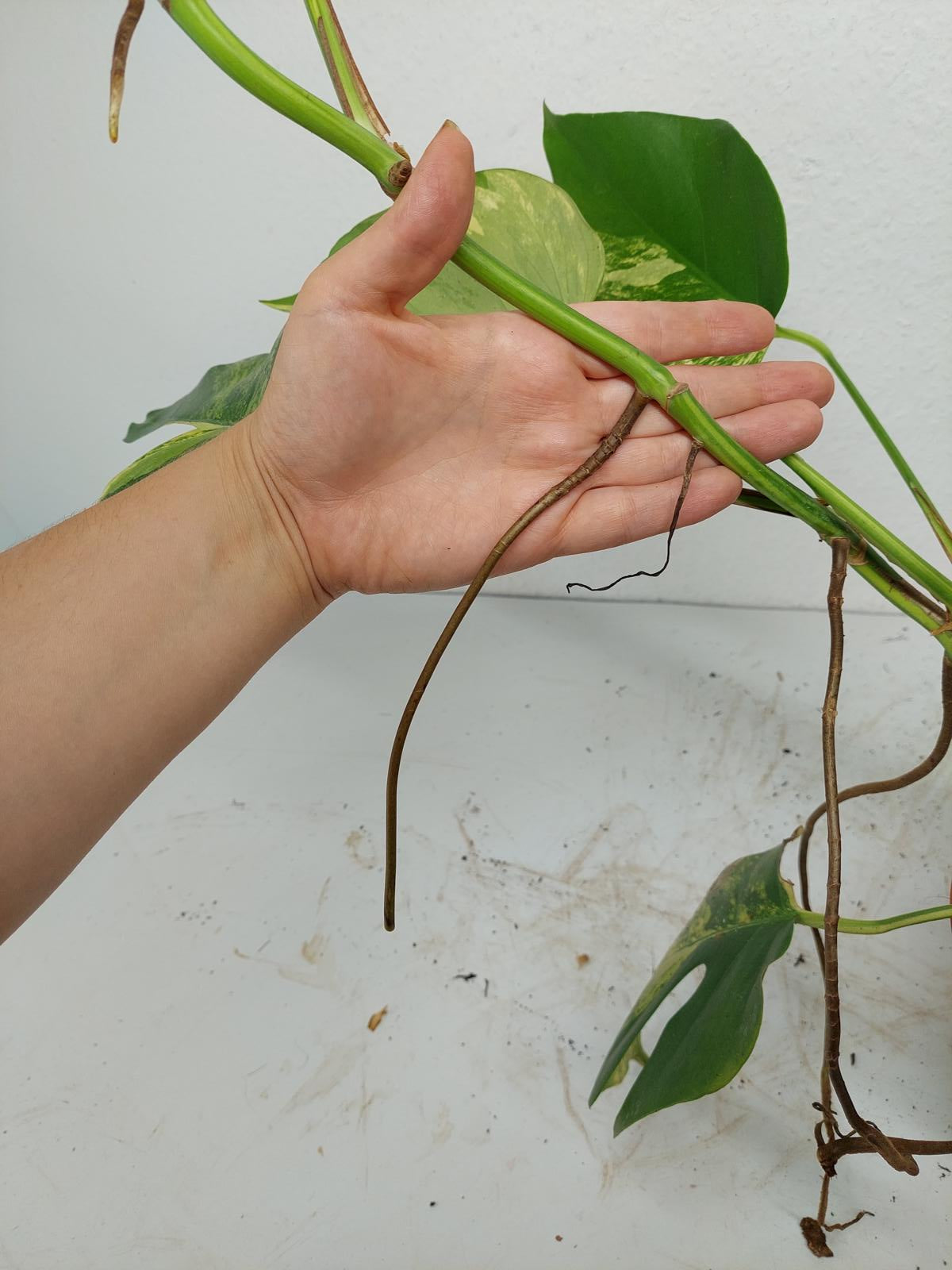 Monstera Aurea Steckling