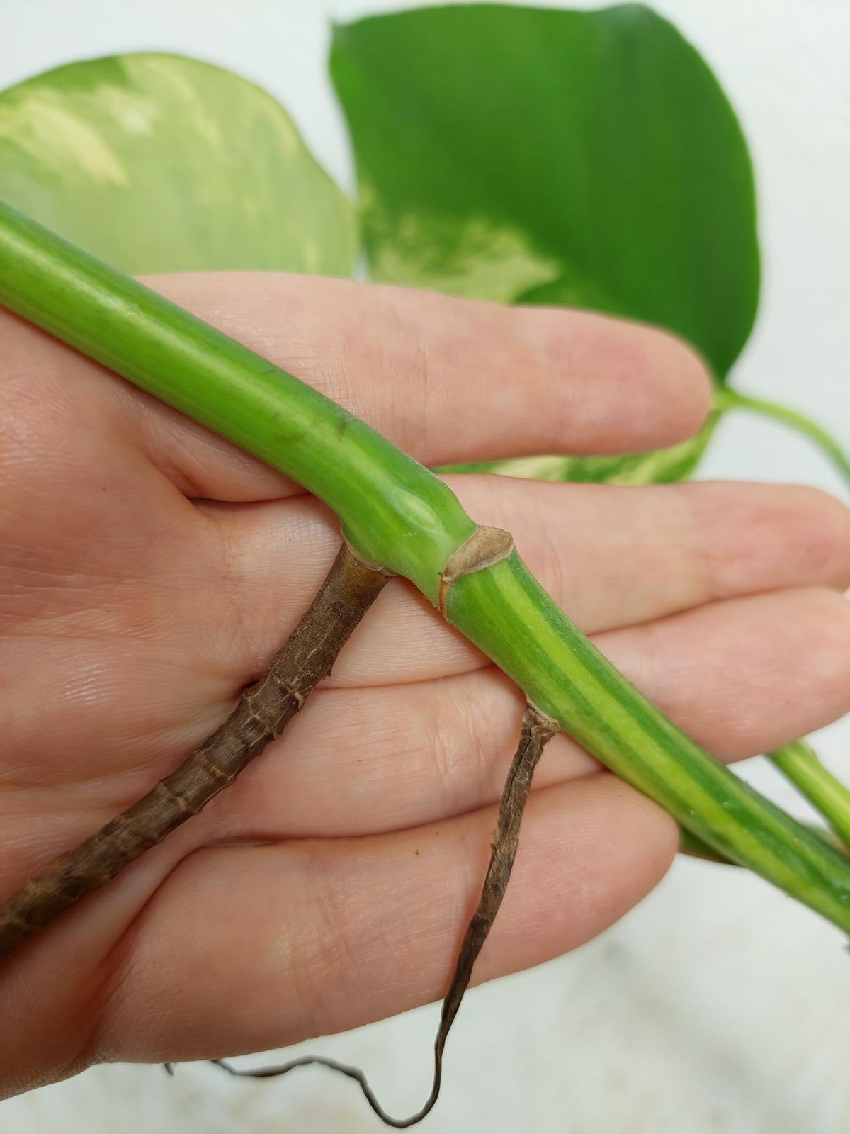 Monstera Aurea Steckling