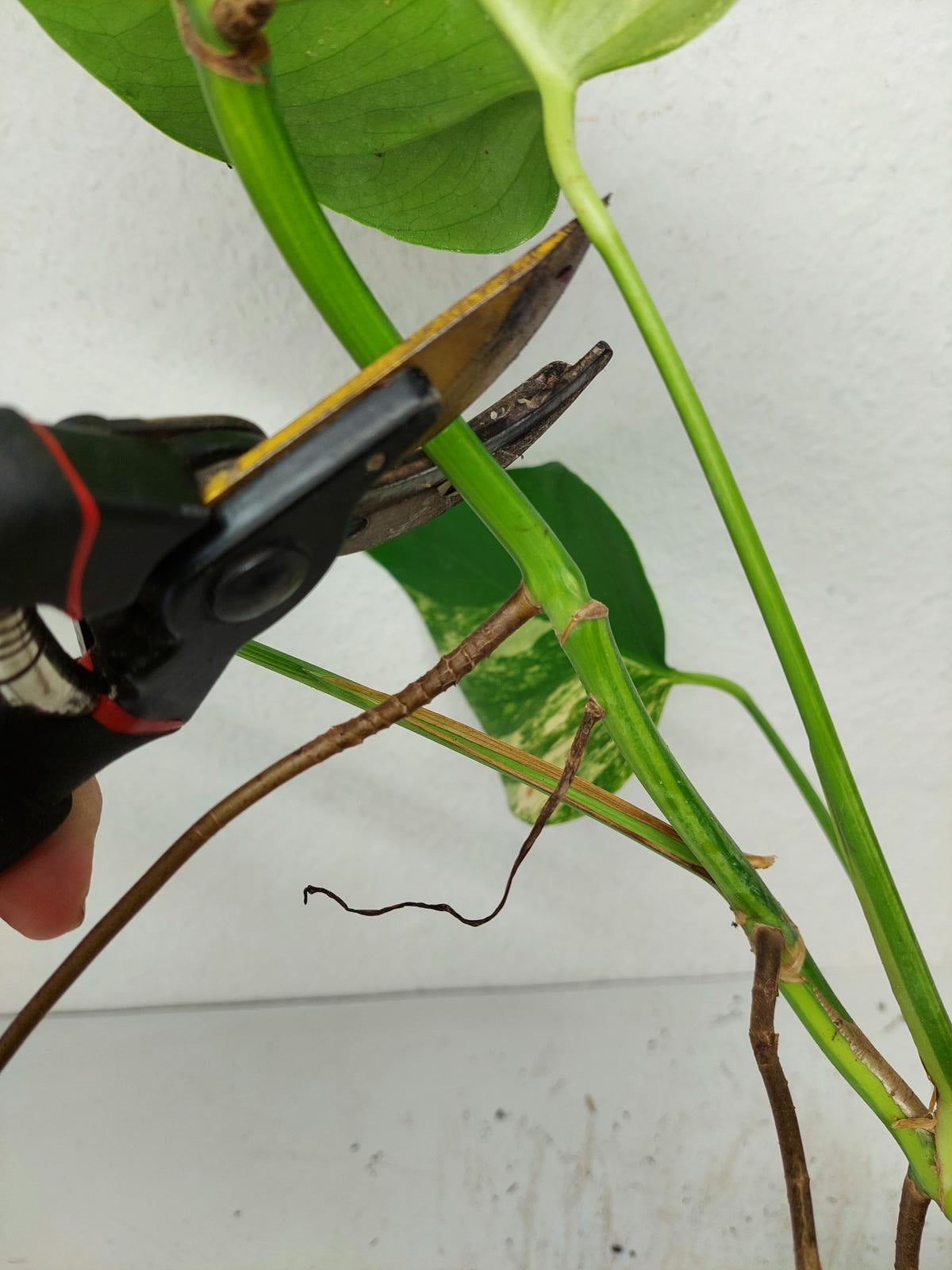 Monstera Aurea Steckling
