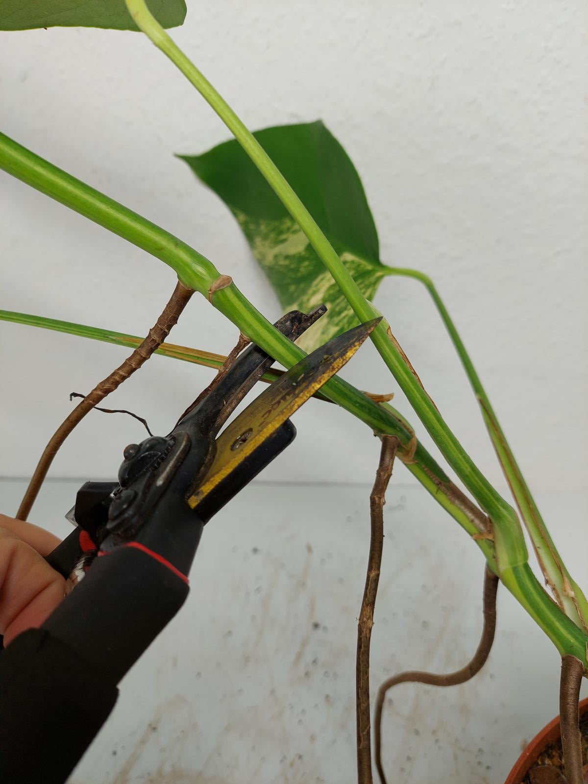 Monstera Aurea Steckling