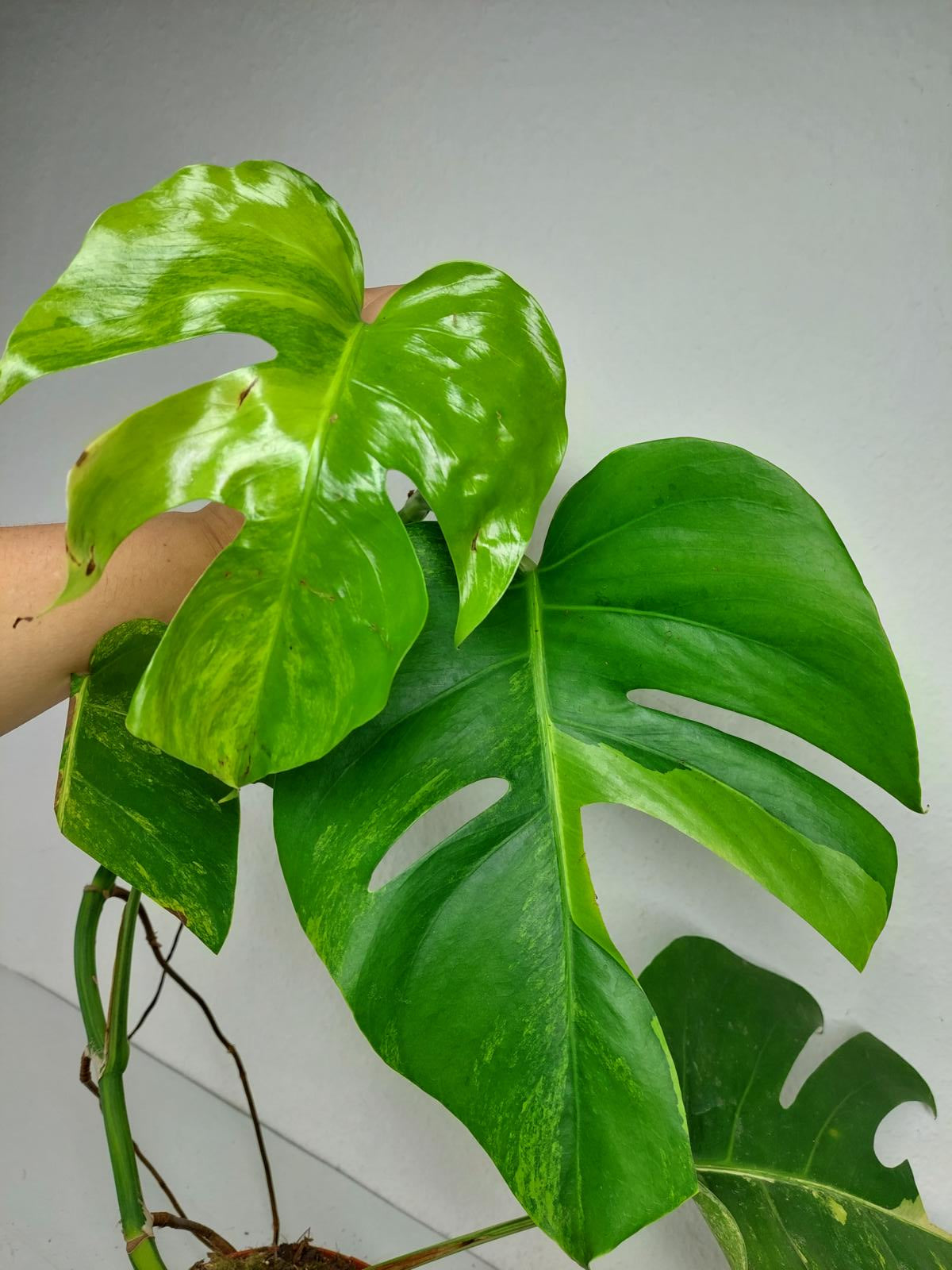 Monstera Aurea Steckling