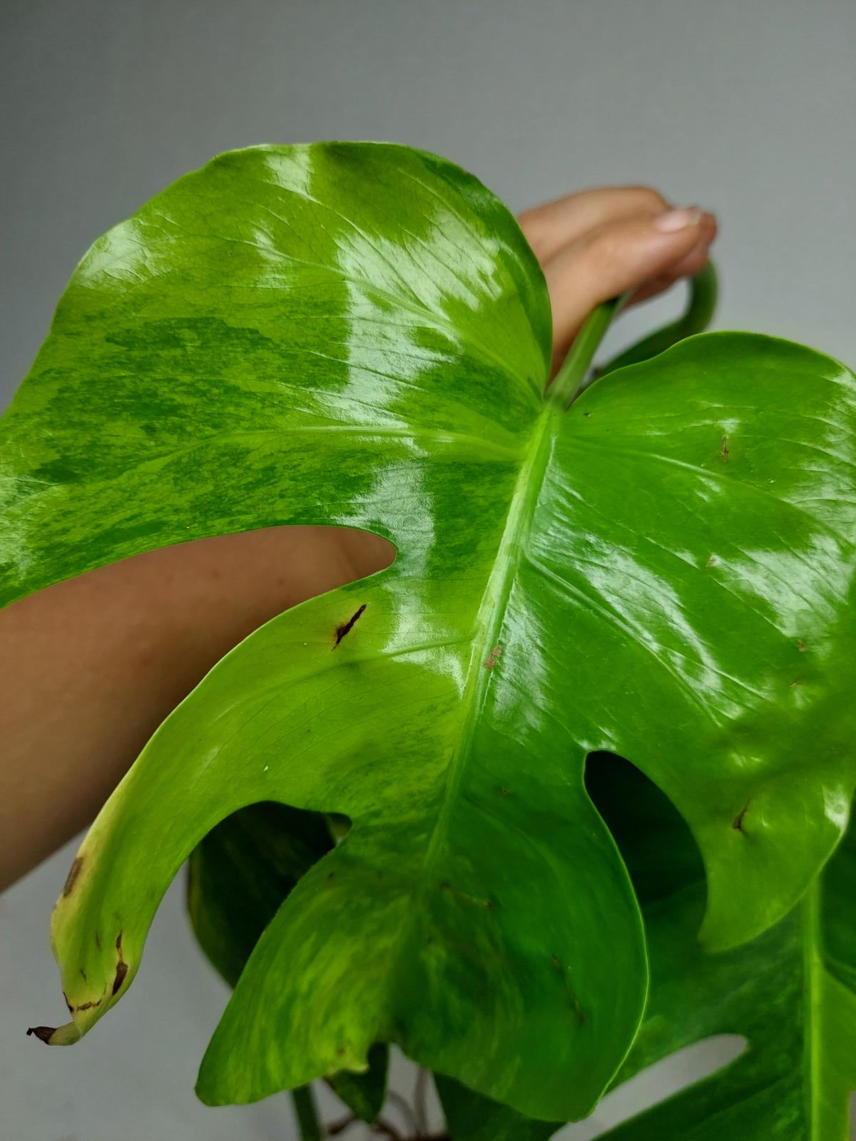 Monstera Aurea Steckling