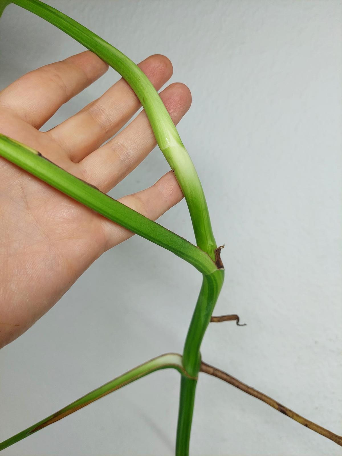 Monstera Aurea Steckling