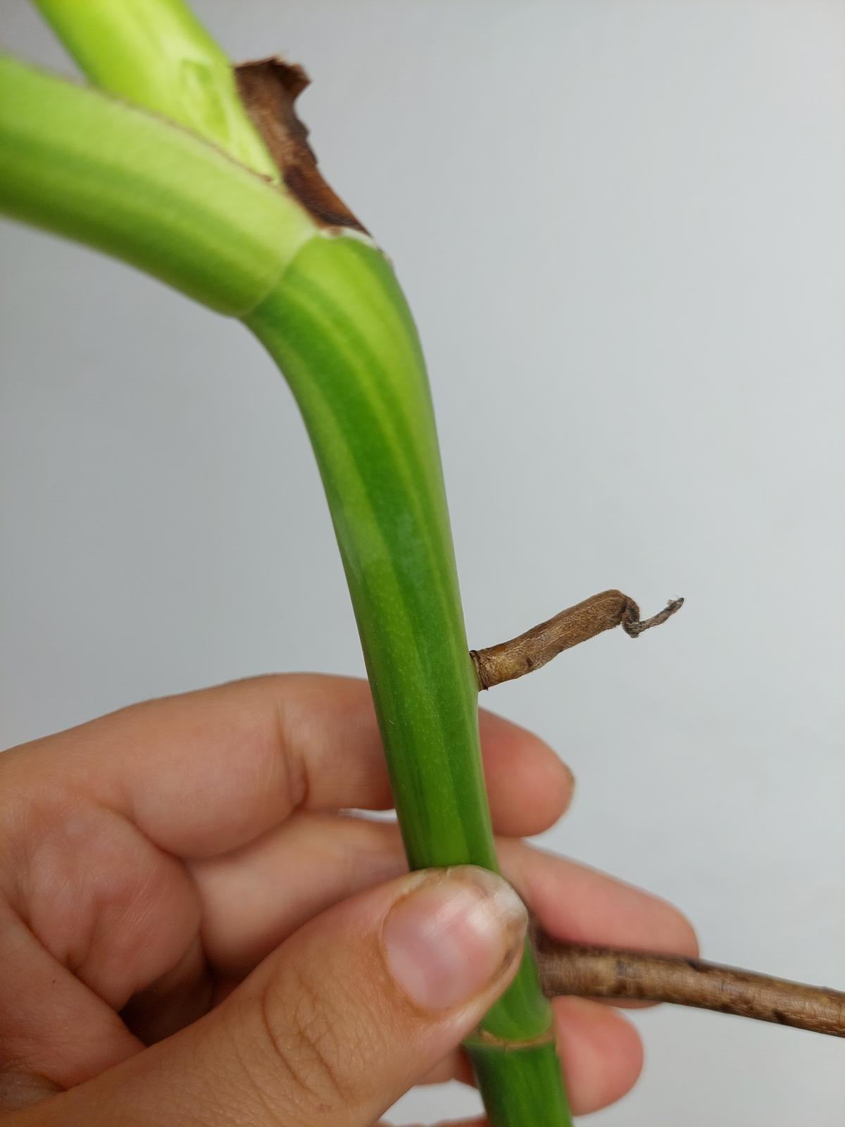 Monstera Aurea Steckling