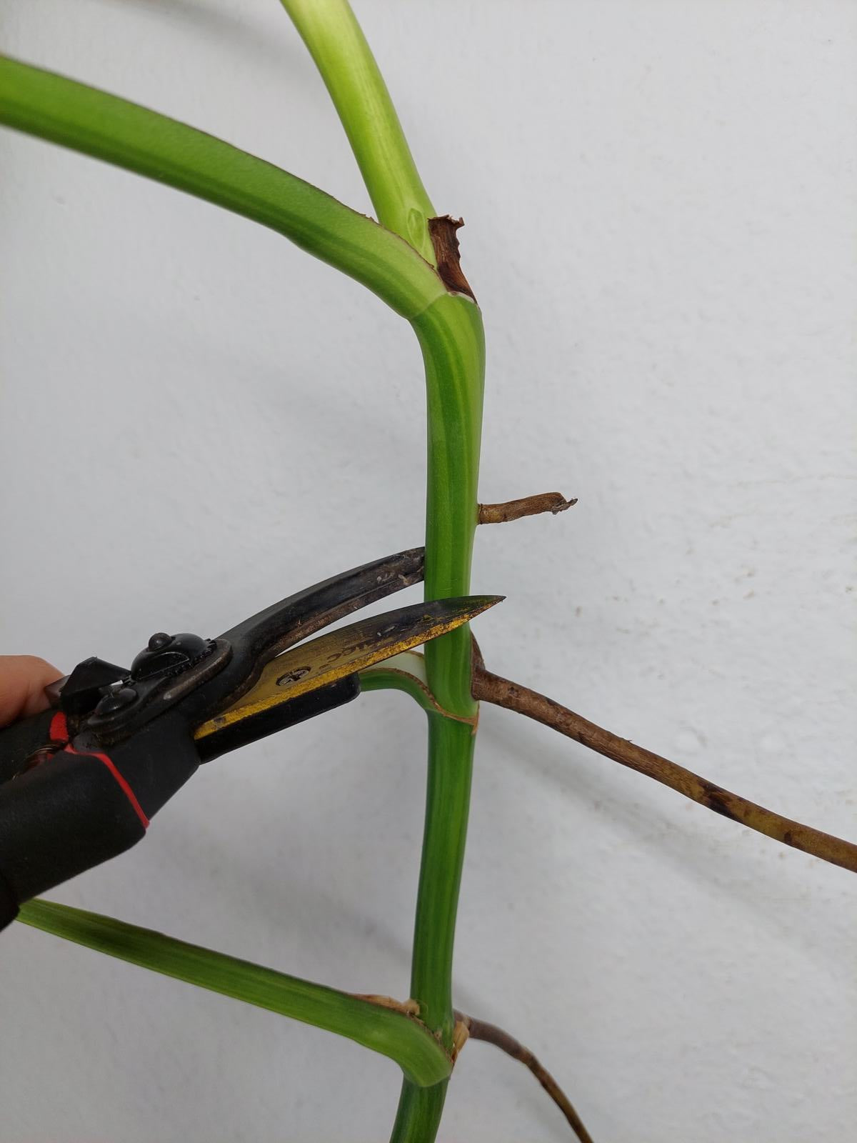 Monstera Aurea Steckling