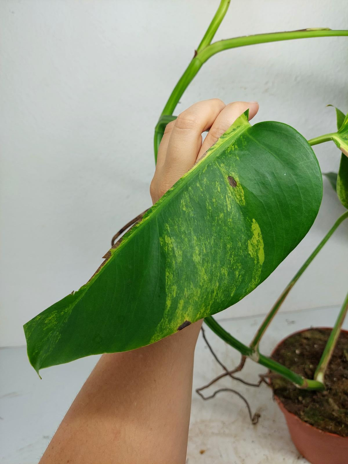 Monstera Aurea Steckling