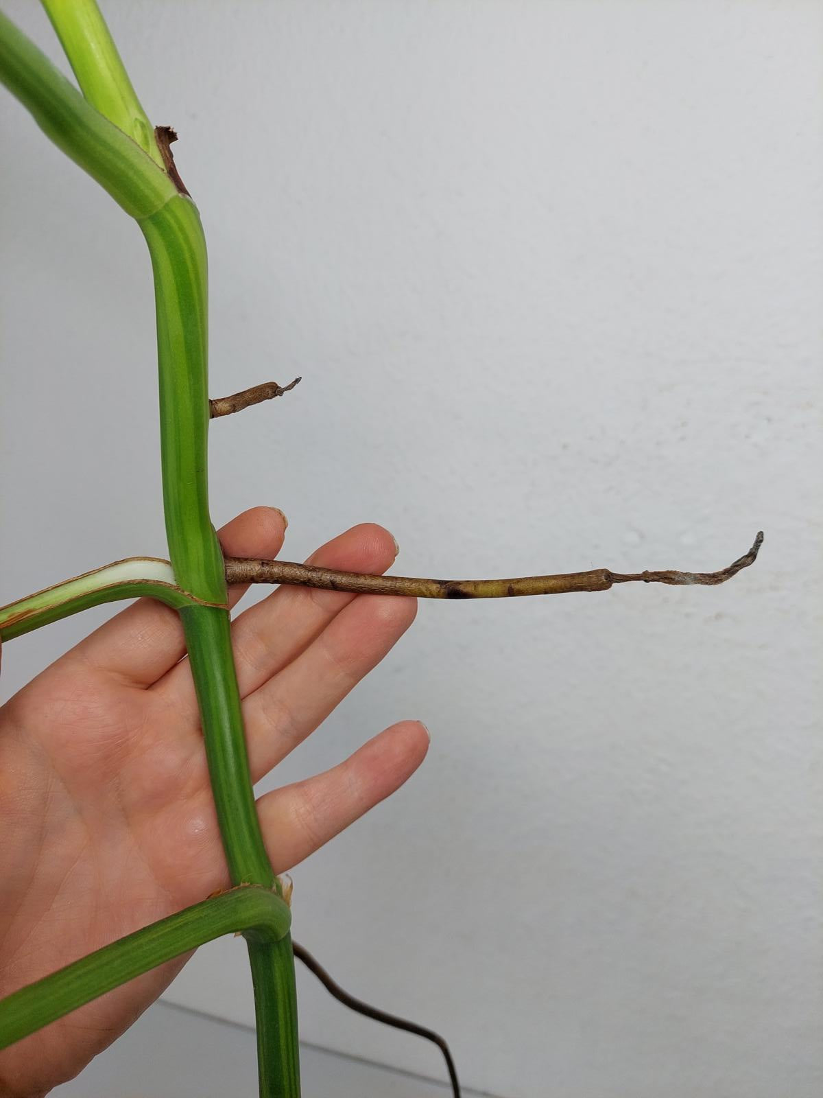 Monstera Aurea Steckling