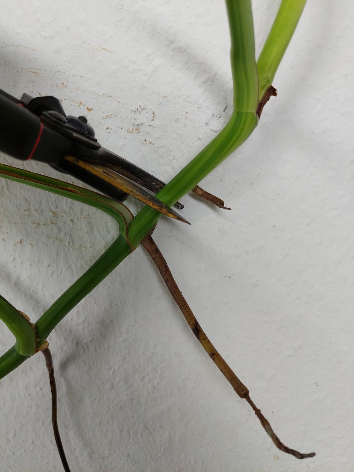 Monstera Aurea Steckling
