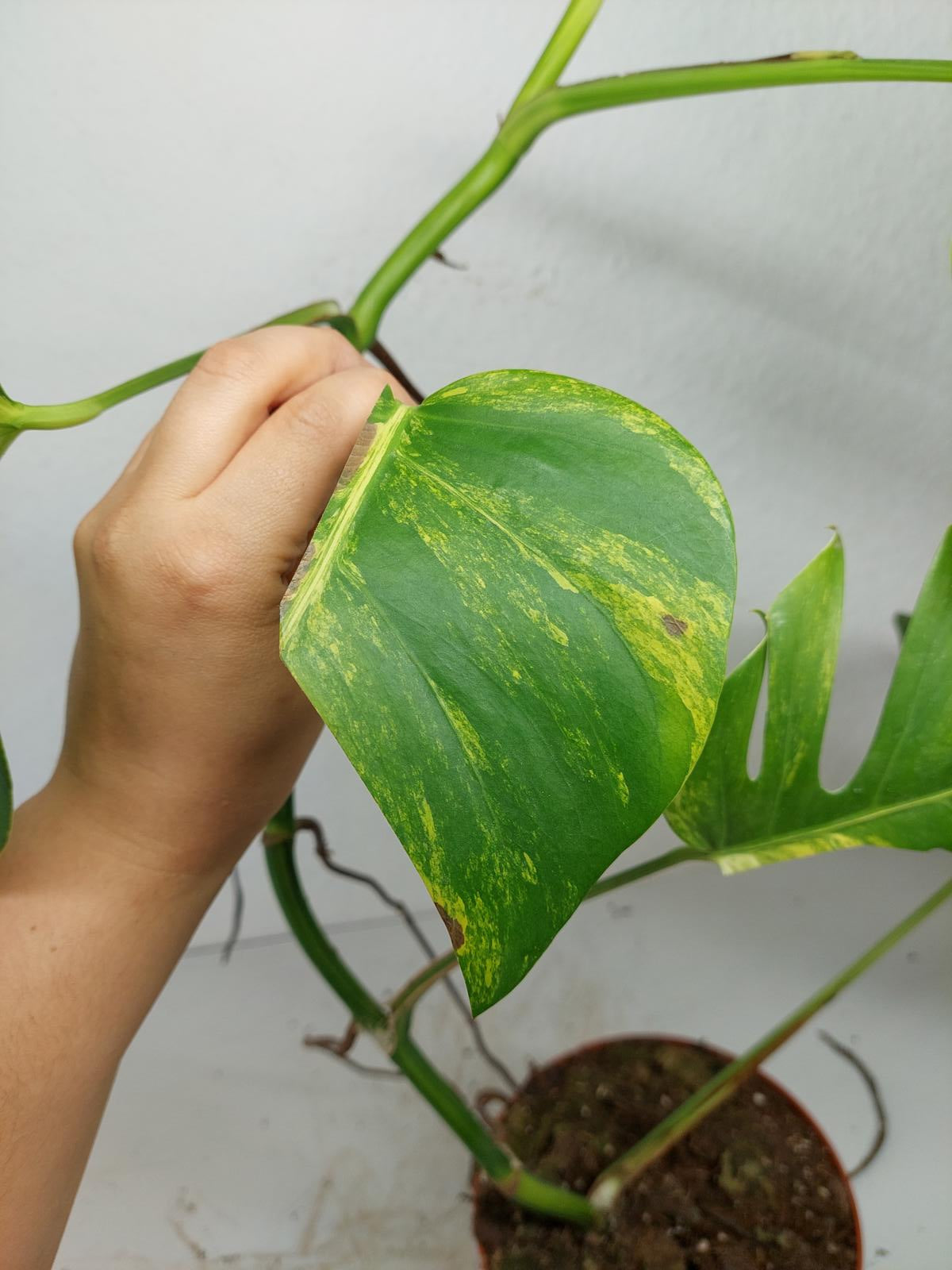 Monstera Aurea Steckling