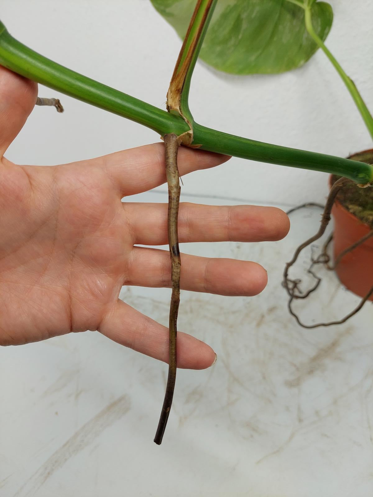 Monstera Aurea Steckling
