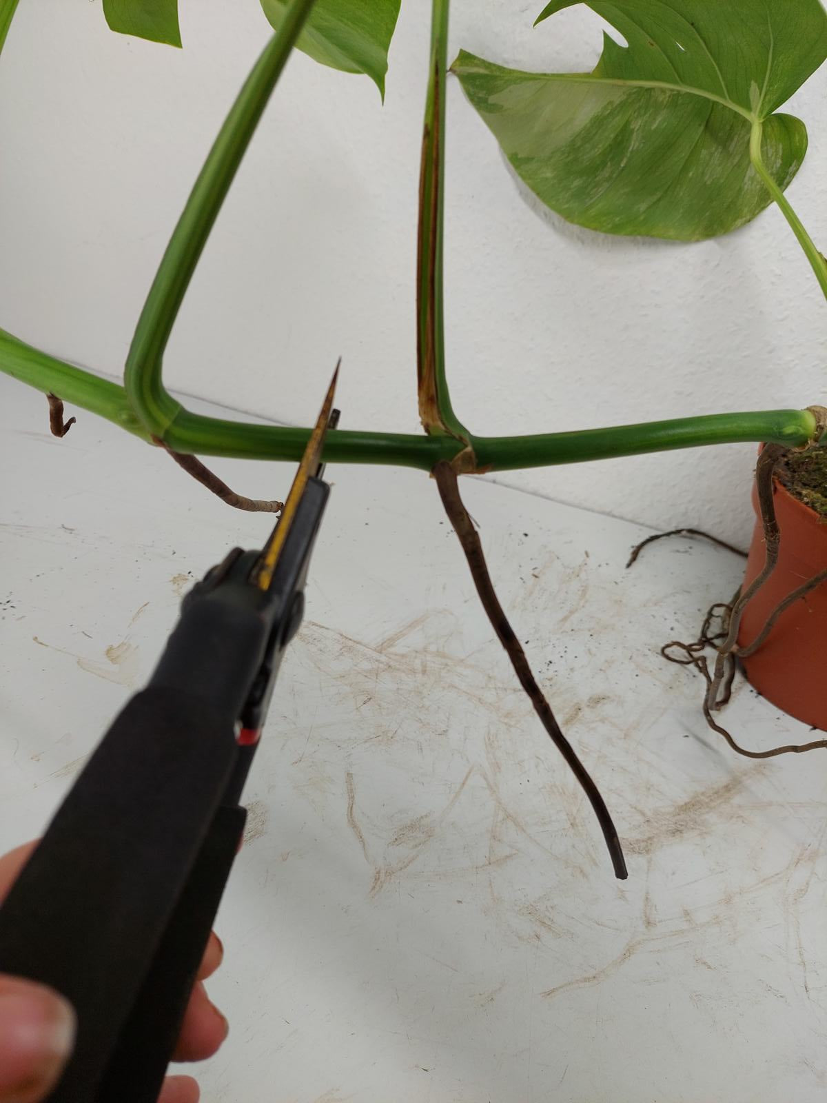 Monstera Aurea Steckling