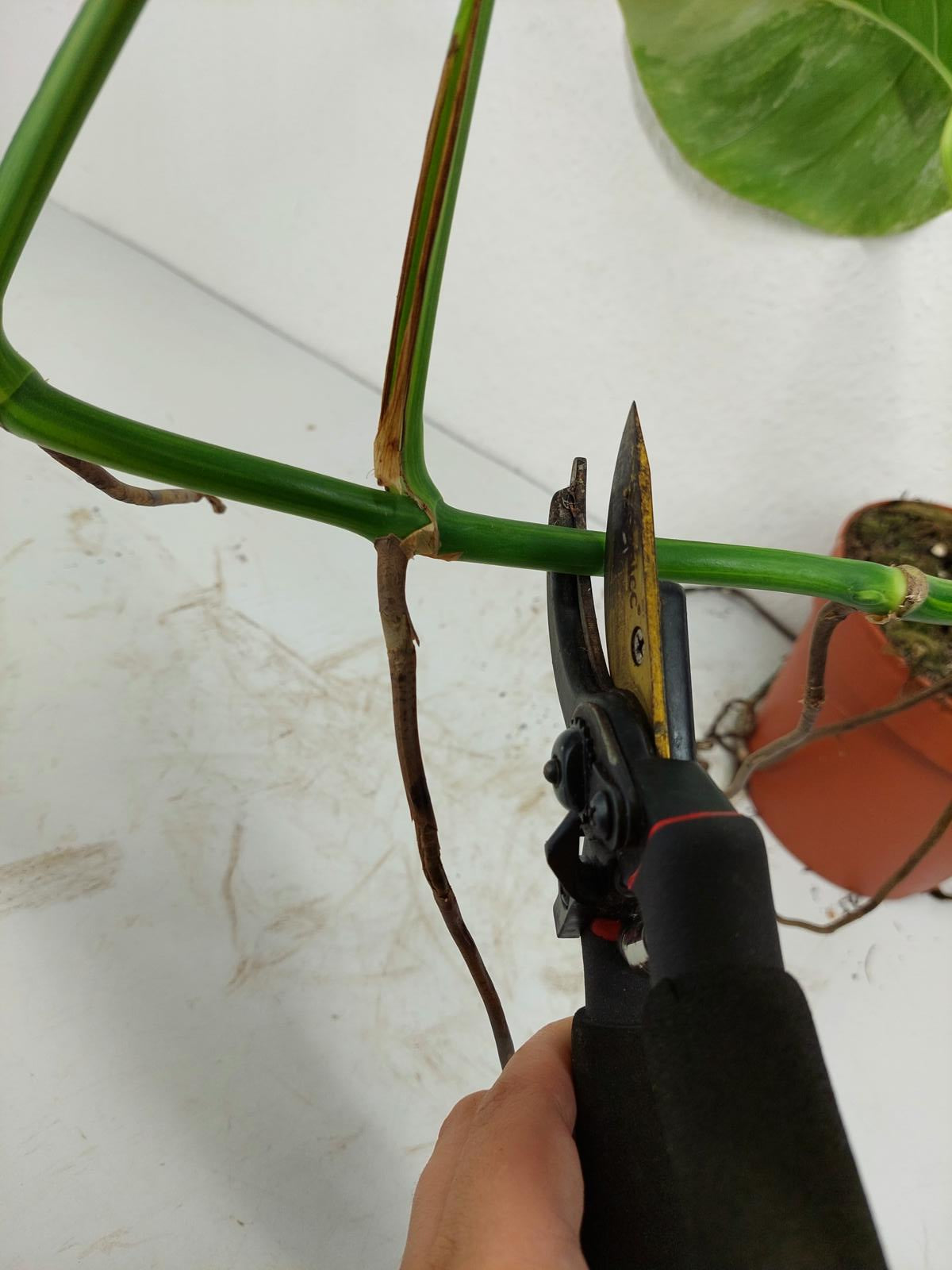Monstera Aurea Steckling