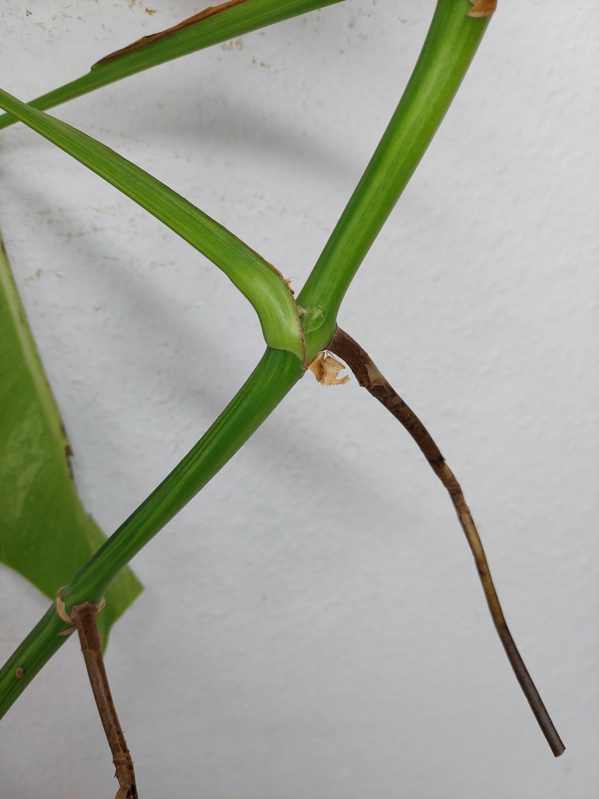 Monstera Aurea Steckling
