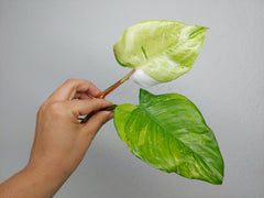 Philodendron White Princess Aurea Tricolor Steckling