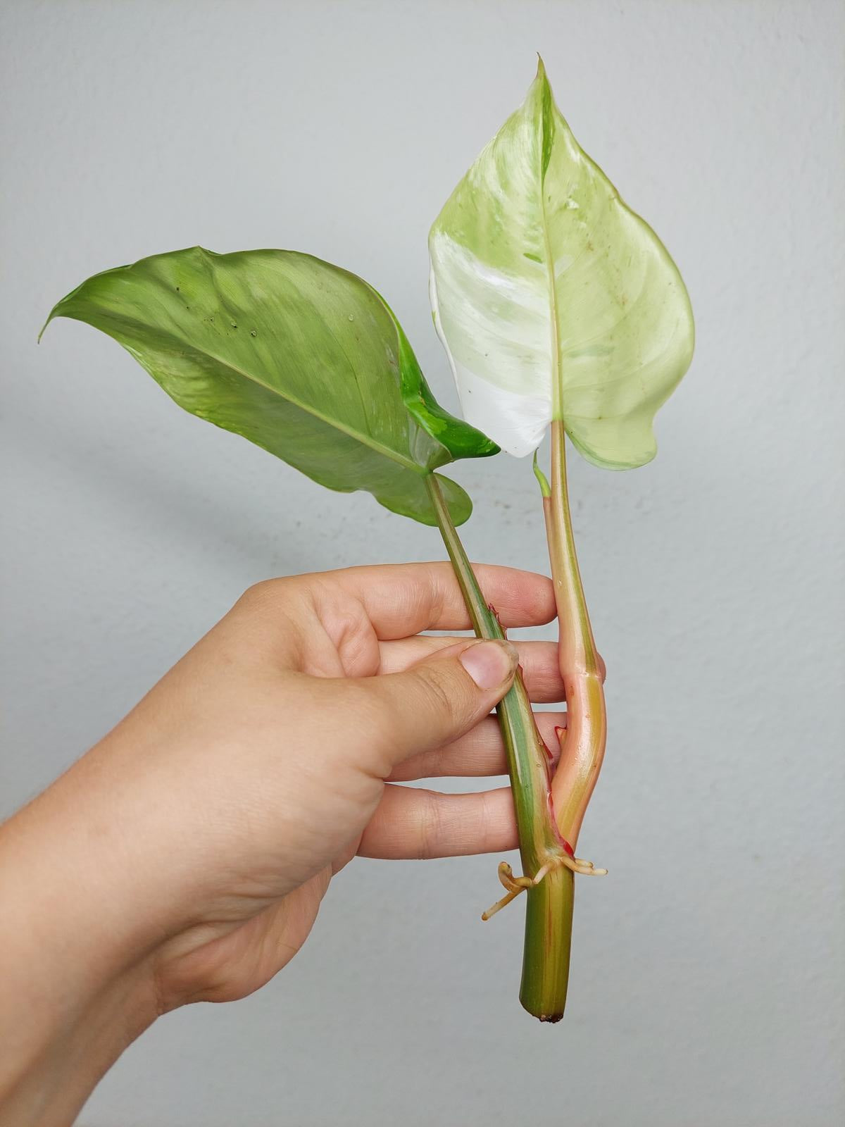 Philodendron White Princess Aurea Tricolor Steckling