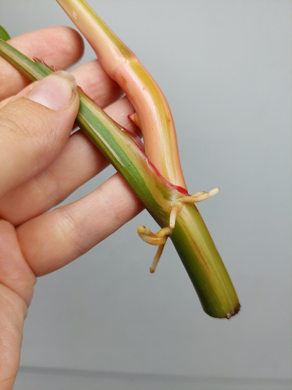 Philodendron White Princess Aurea Tricolor Steckling