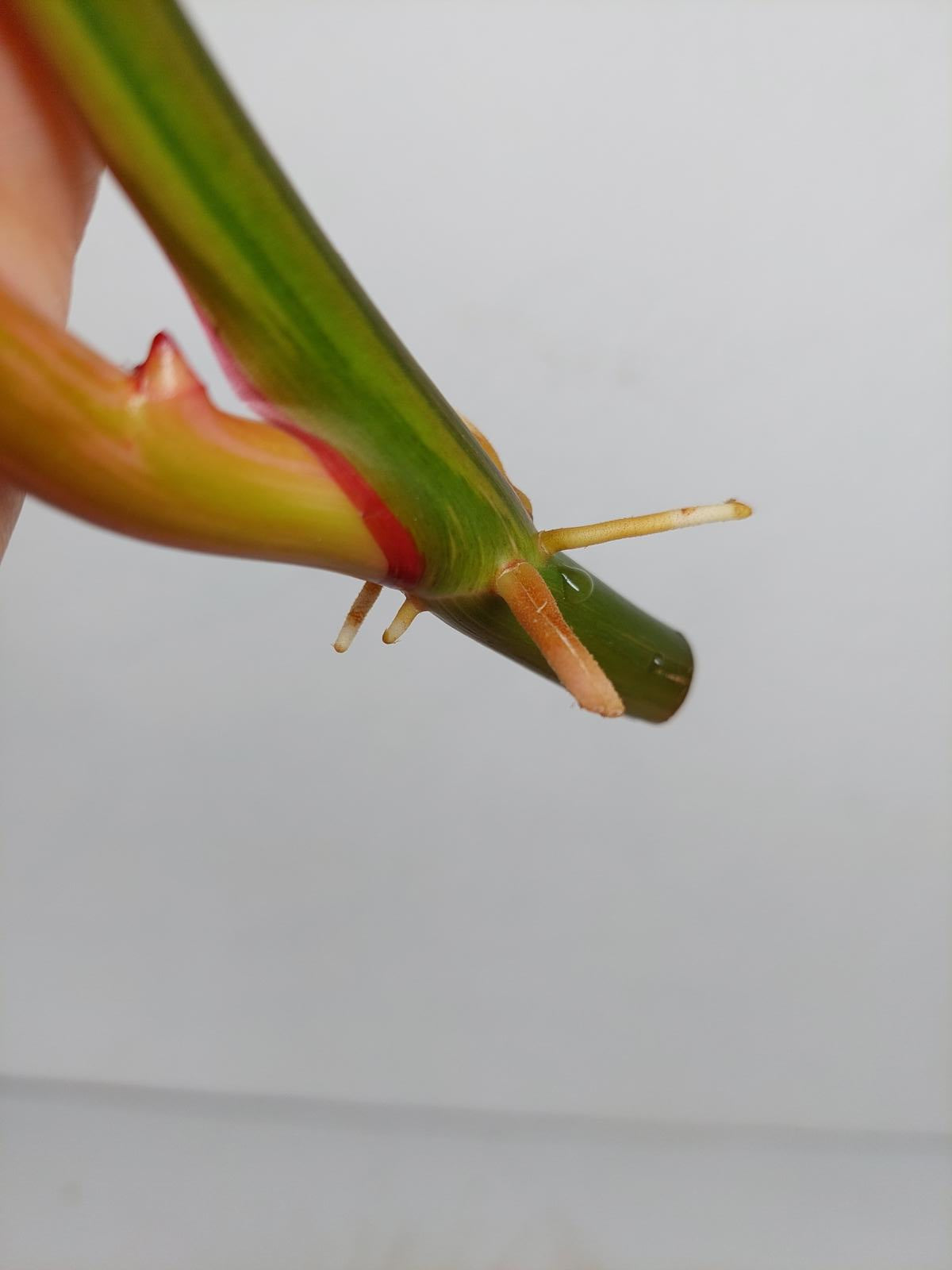 Philodendron White Princess Aurea Tricolor Steckling