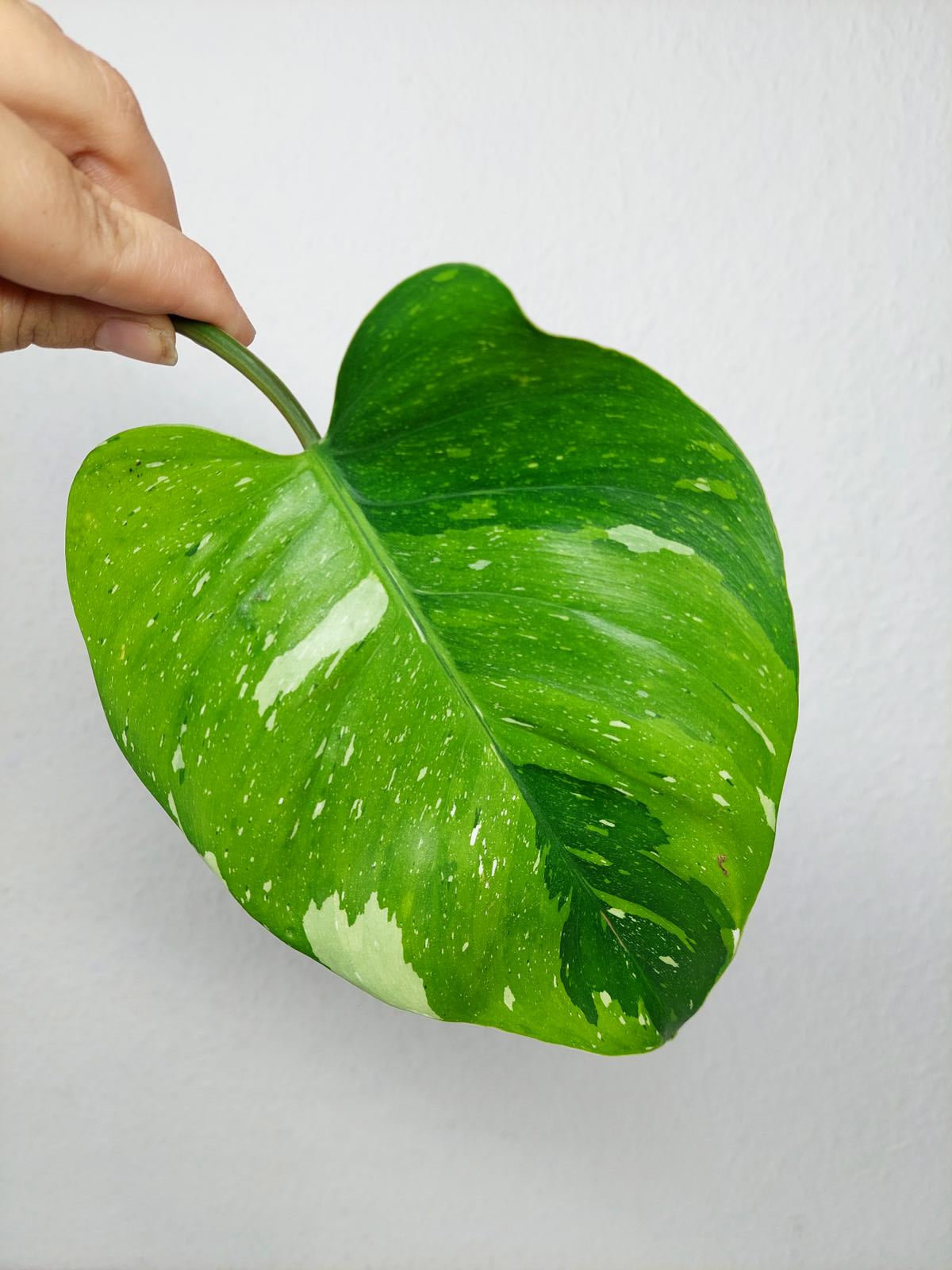 Philodendron White Princess Aurea Tricolor Steckling