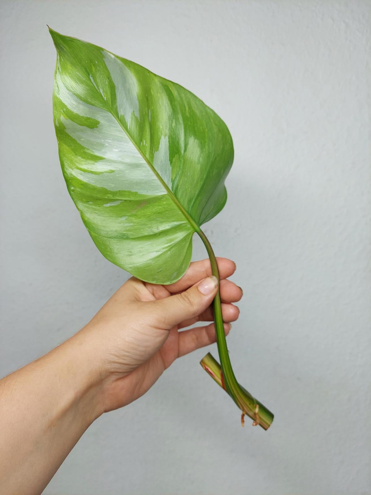 Philodendron White Princess Aurea Tricolor Steckling