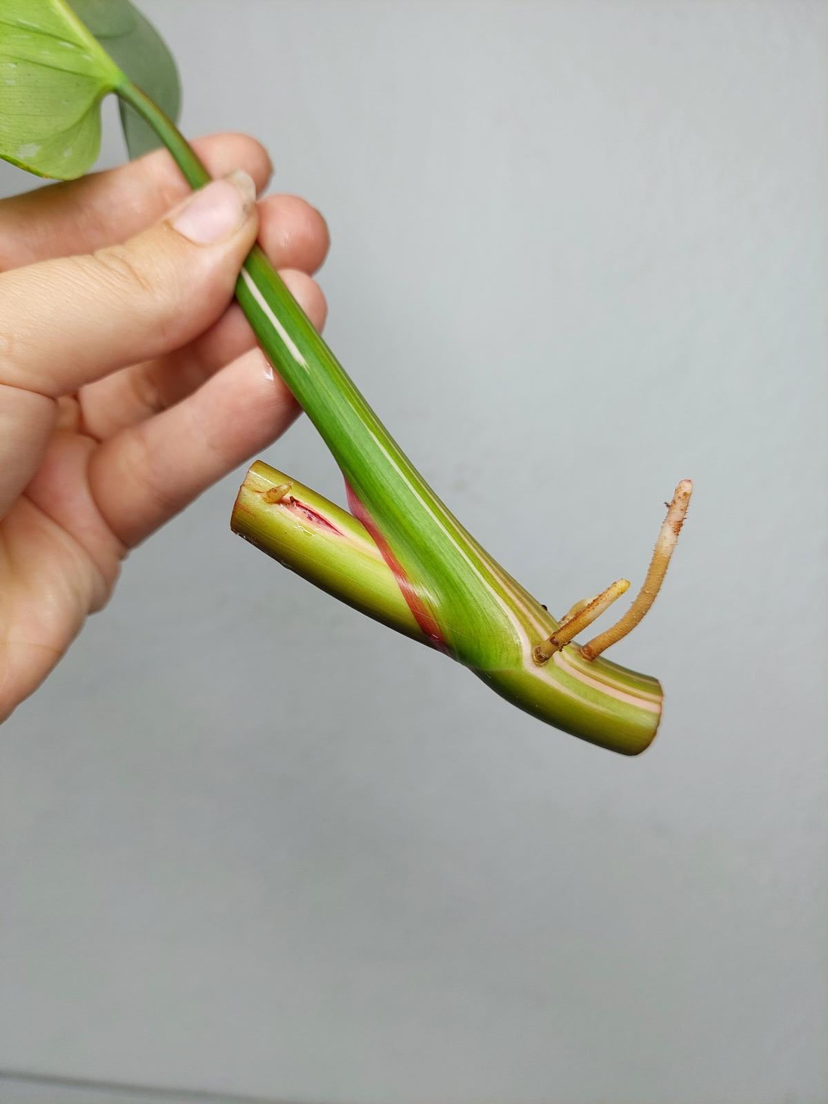 Philodendron White Princess Aurea Tricolor Steckling