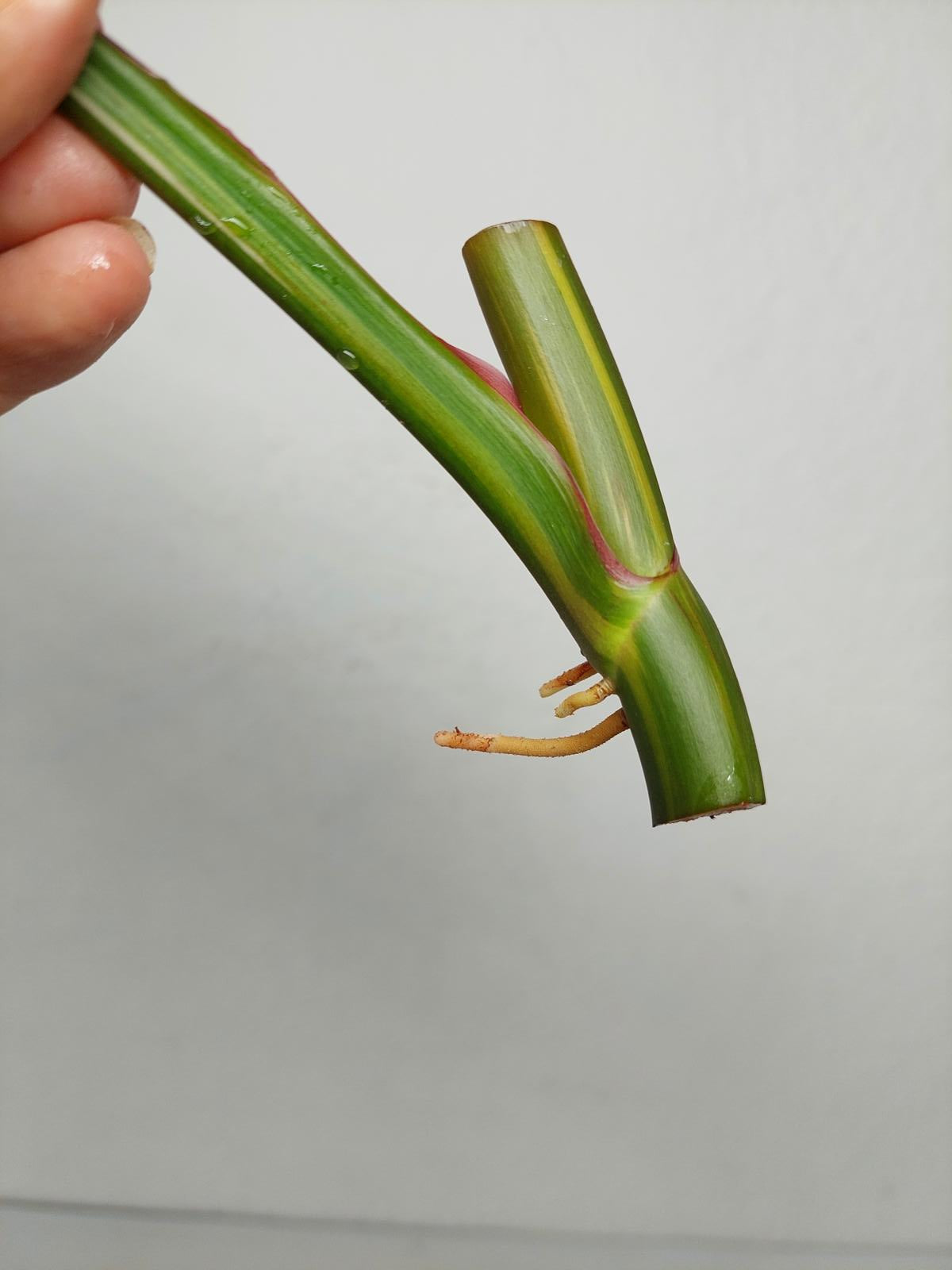 Philodendron White Princess Aurea Tricolor Steckling