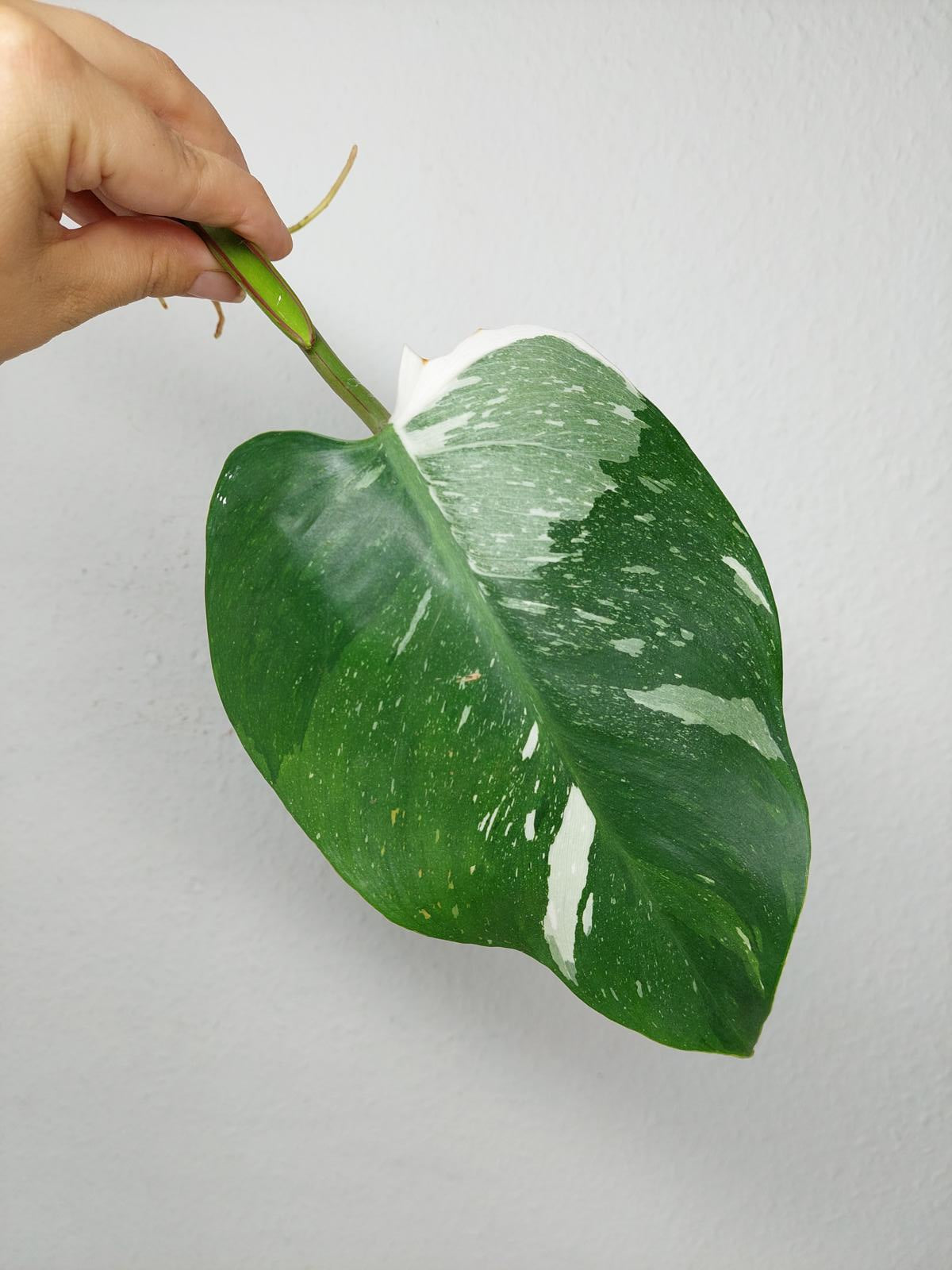 Philodendron White Princess Aurea Tricolor Steckling
