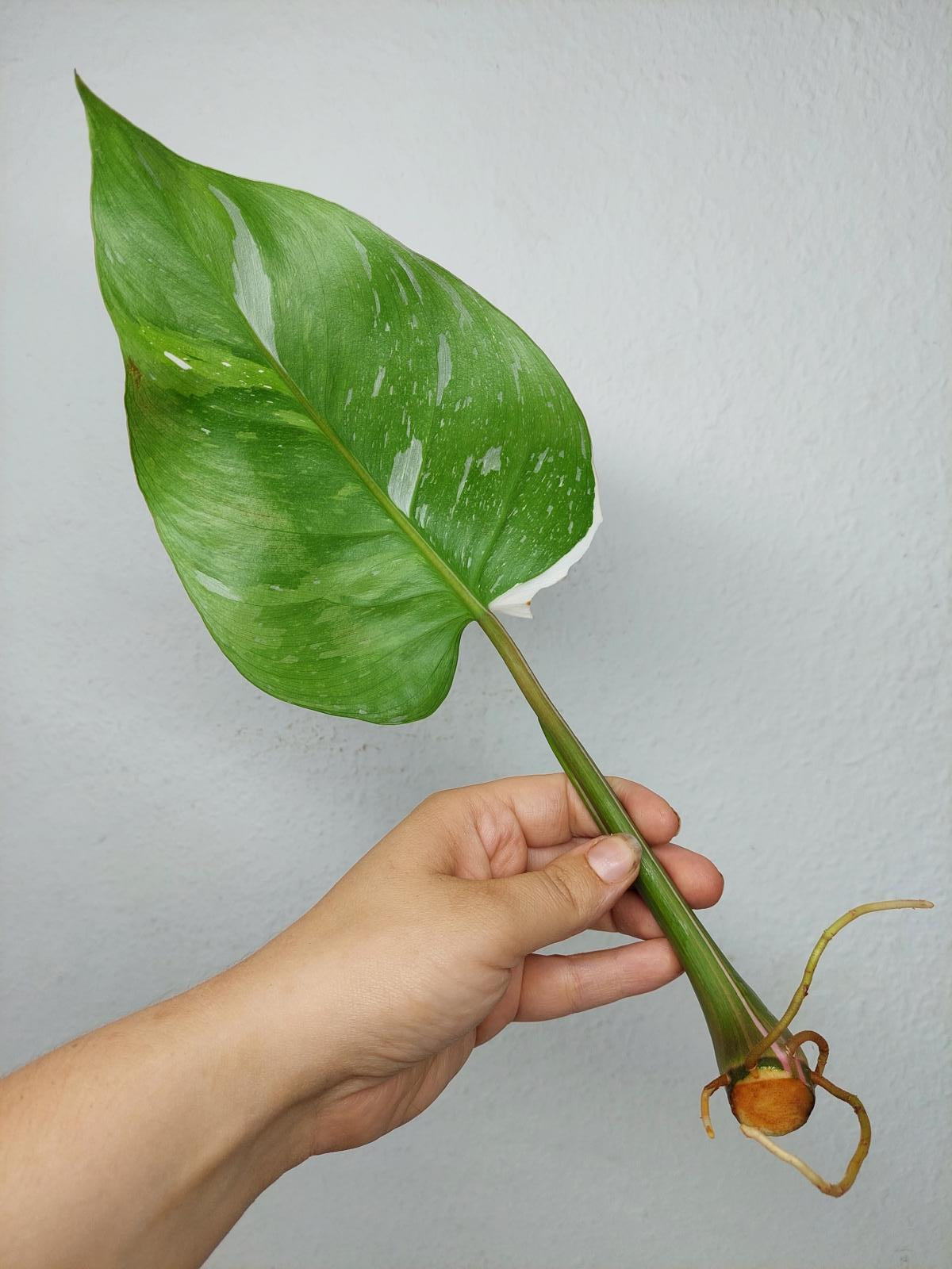 Philodendron White Princess Aurea Tricolor Steckling