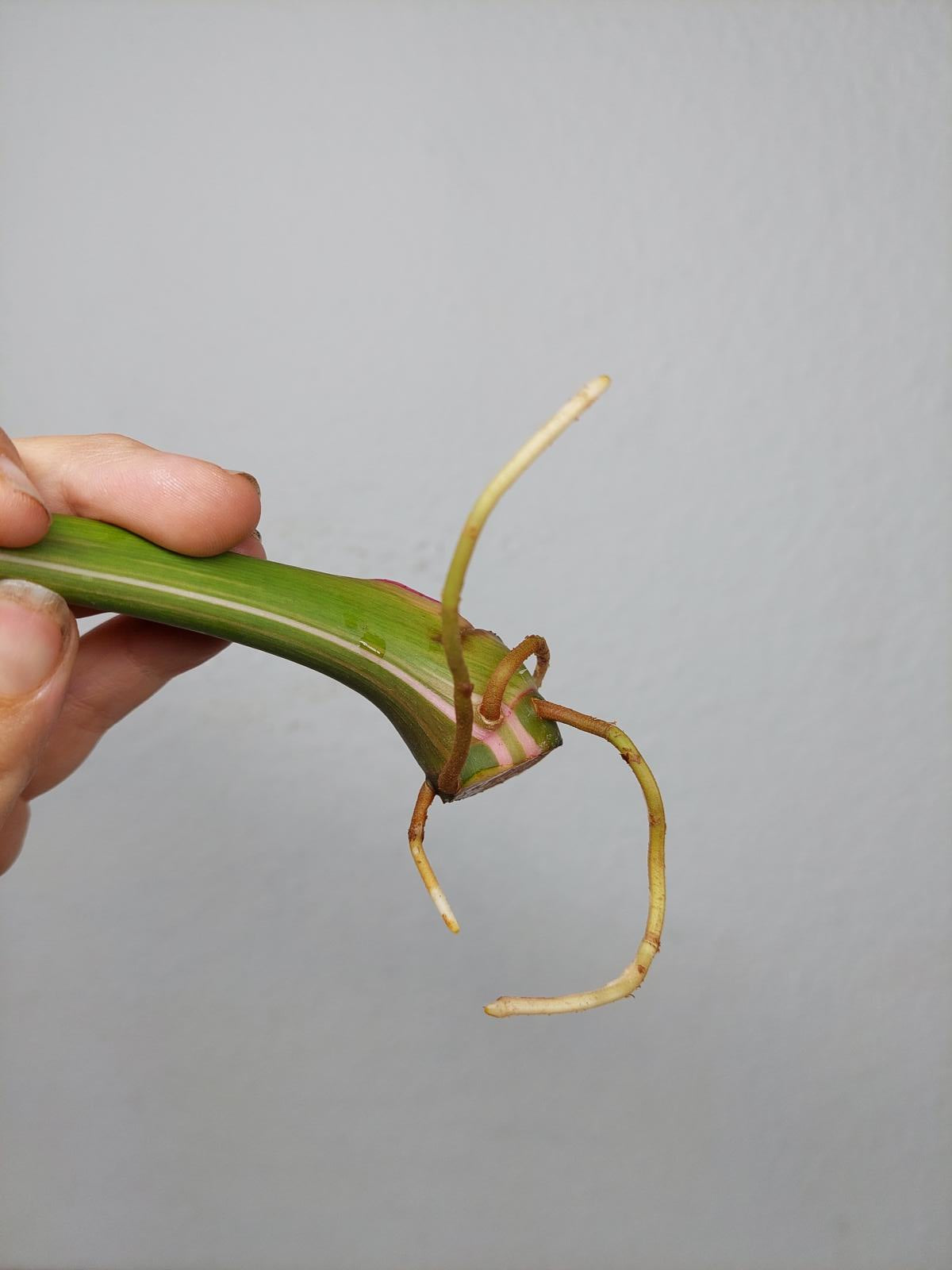 Philodendron White Princess Aurea Tricolor Steckling