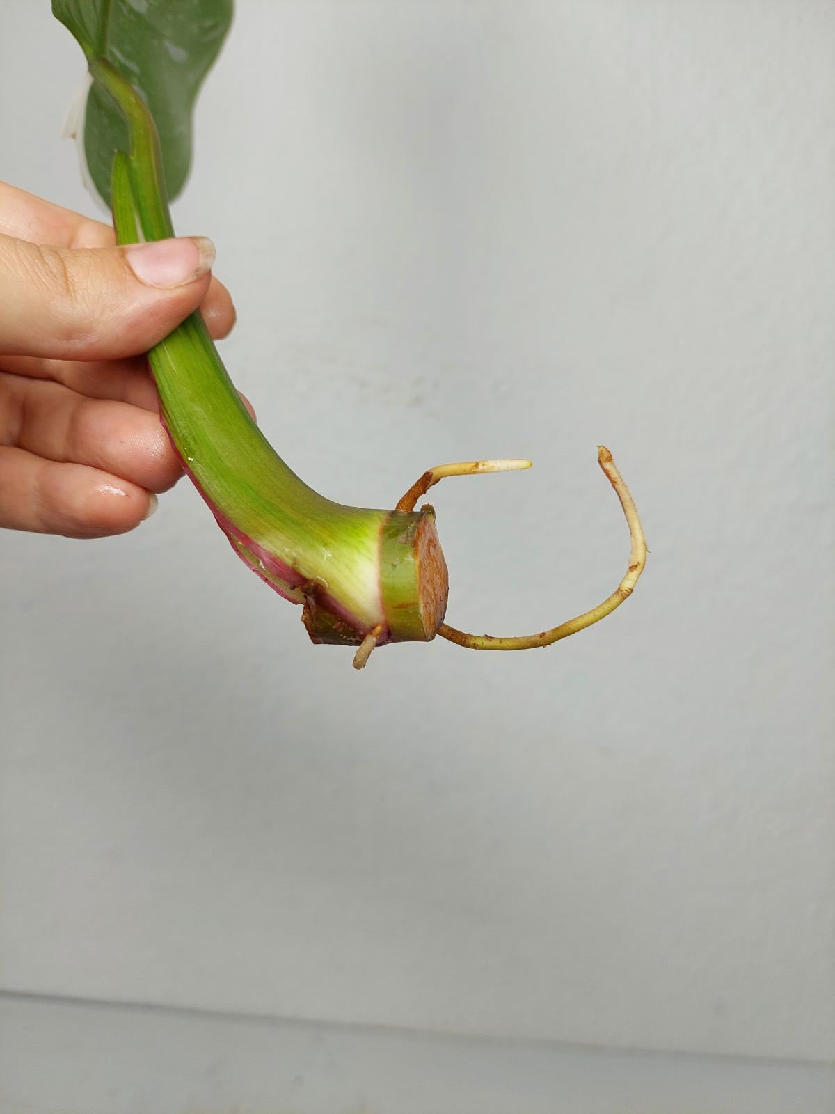 Philodendron White Princess Aurea Tricolor Steckling