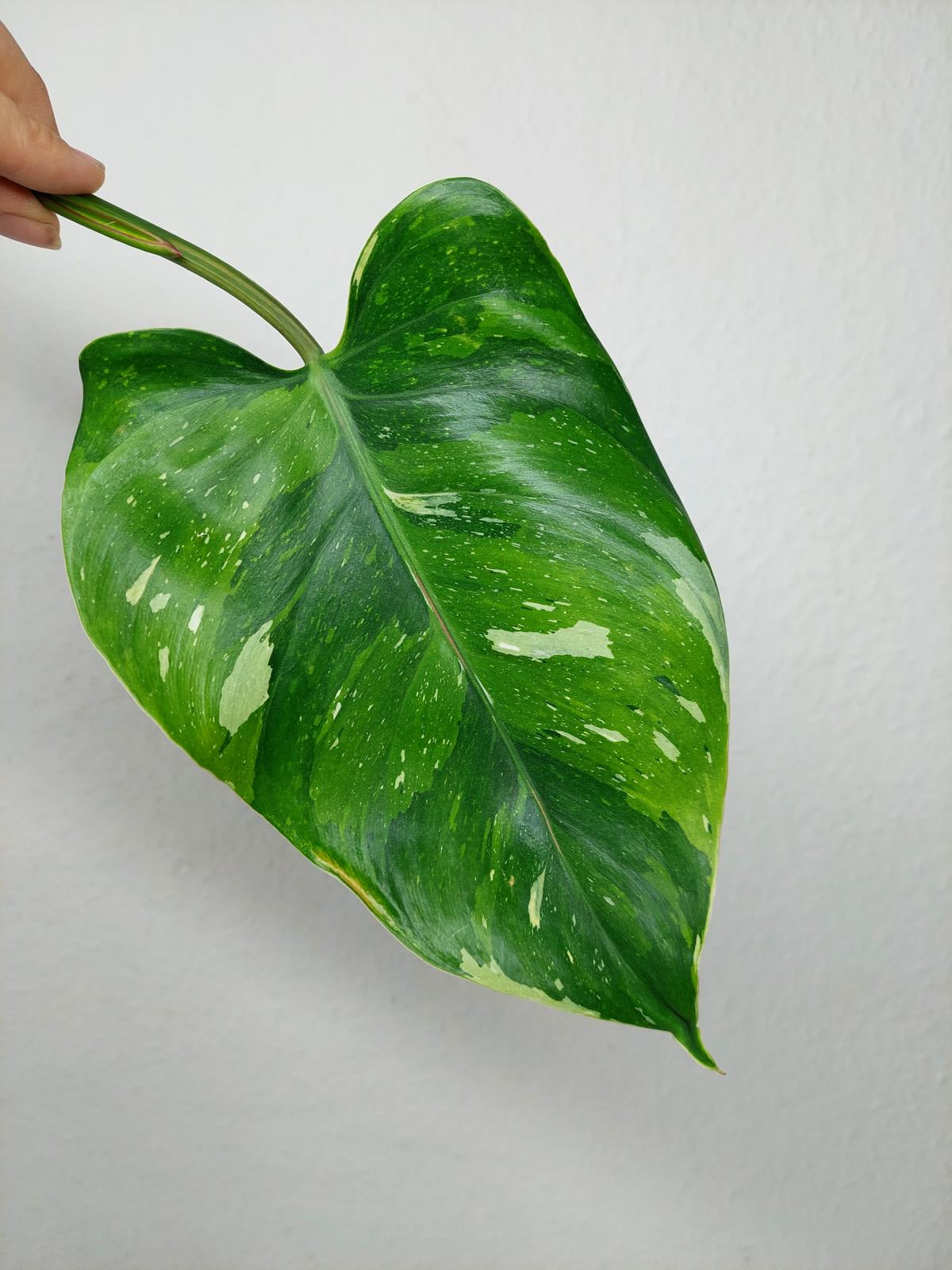 Philodendron White Princess Aurea Tricolor Steckling