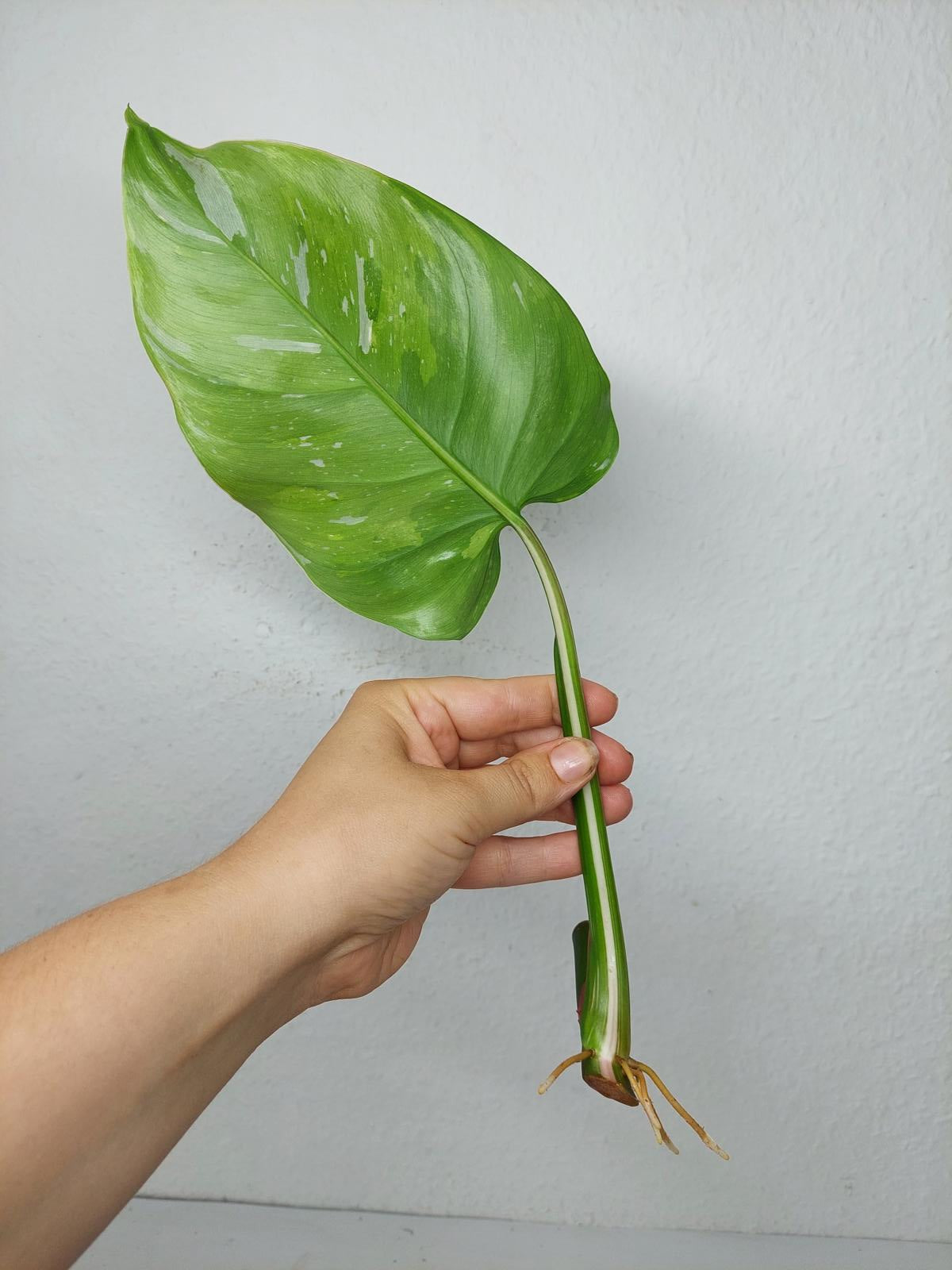Philodendron White Princess Aurea Tricolor Steckling