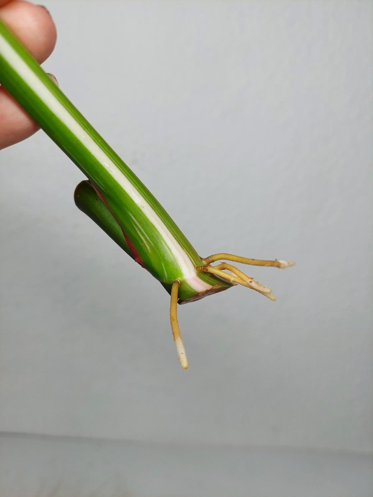Philodendron White Princess Aurea Tricolor Steckling