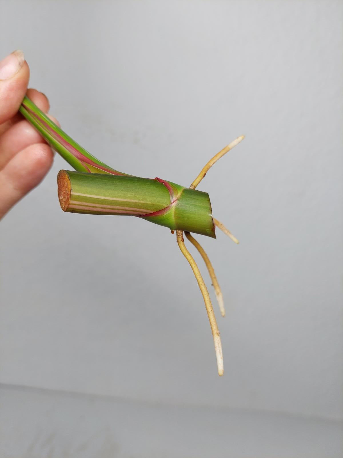 Philodendron White Princess Aurea Tricolor Steckling