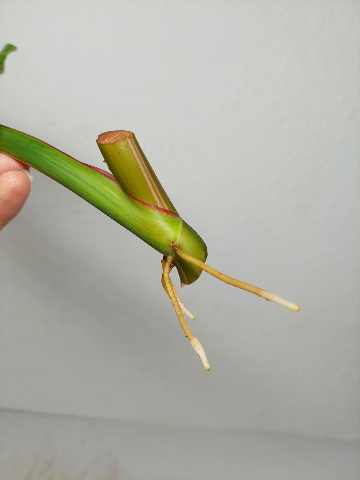 Philodendron White Princess Aurea Tricolor Steckling